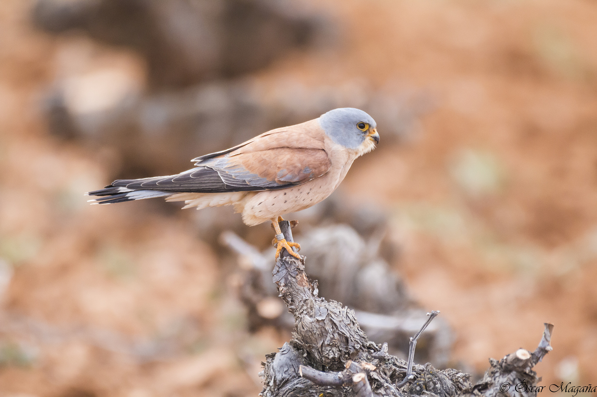 150-600mm F5-6.3 DG OS HSM | Contemporary 015 sample photo. Falco naumanni - lesser kestrel photography