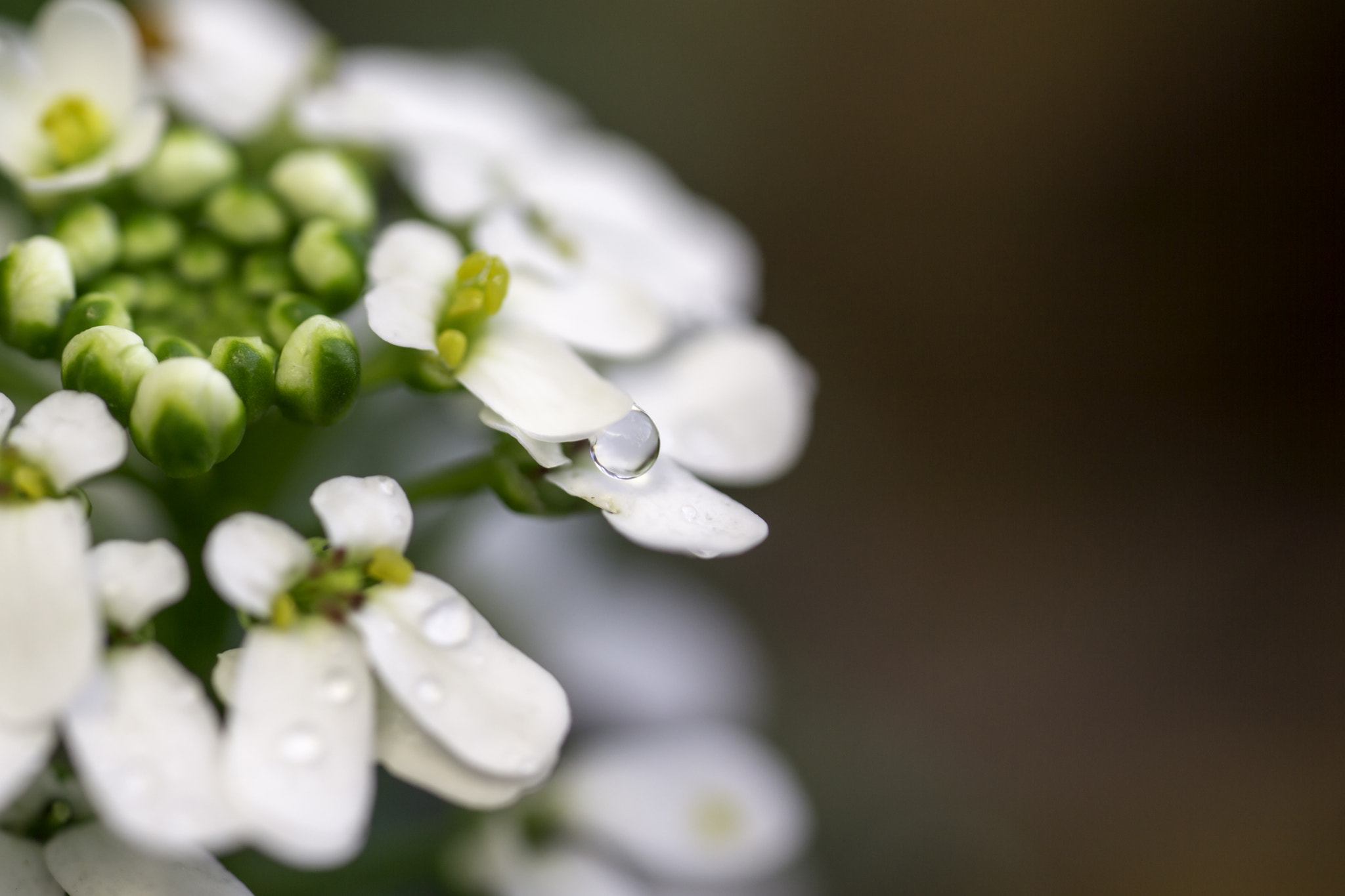 Sony a6000 + Sony FE 90mm F2.8 Macro G OSS sample photo. Dla photography