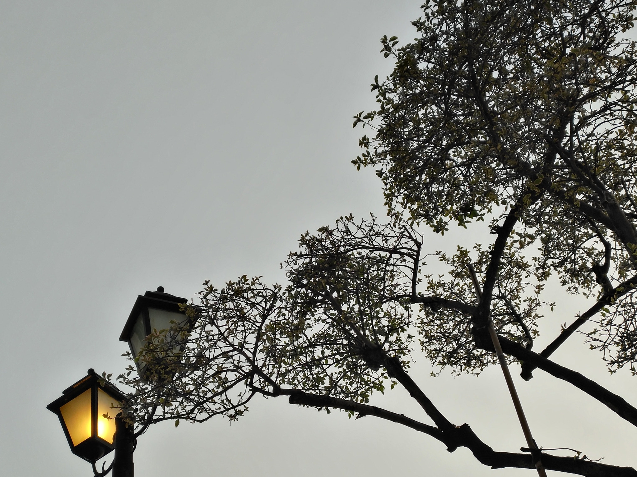 HUAWEI MLA-AL10 sample photo. 一盏路灯 photography