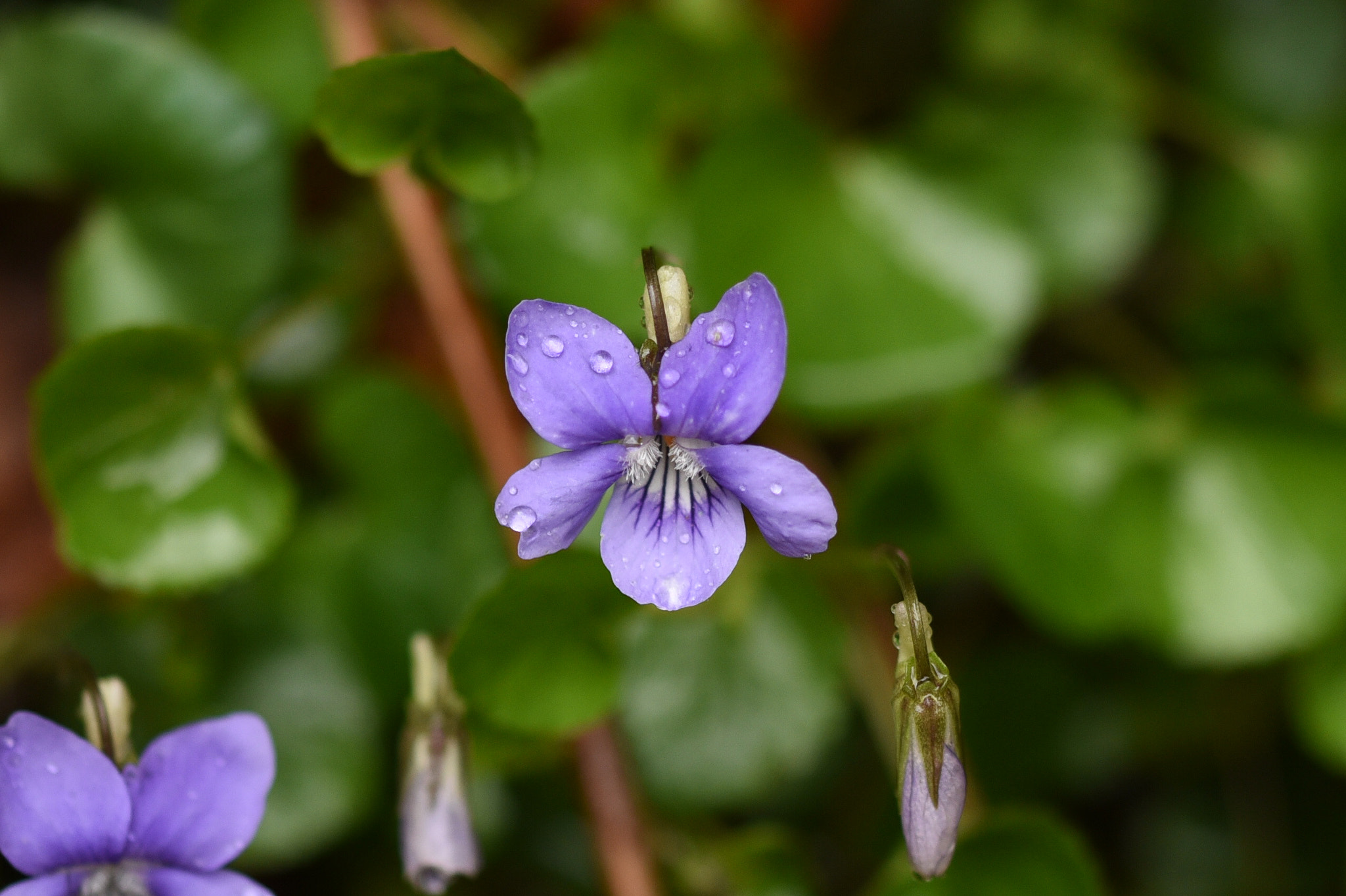 Sigma 105mm F2.8 EX DG OS HSM sample photo. Flower in the rain. photography