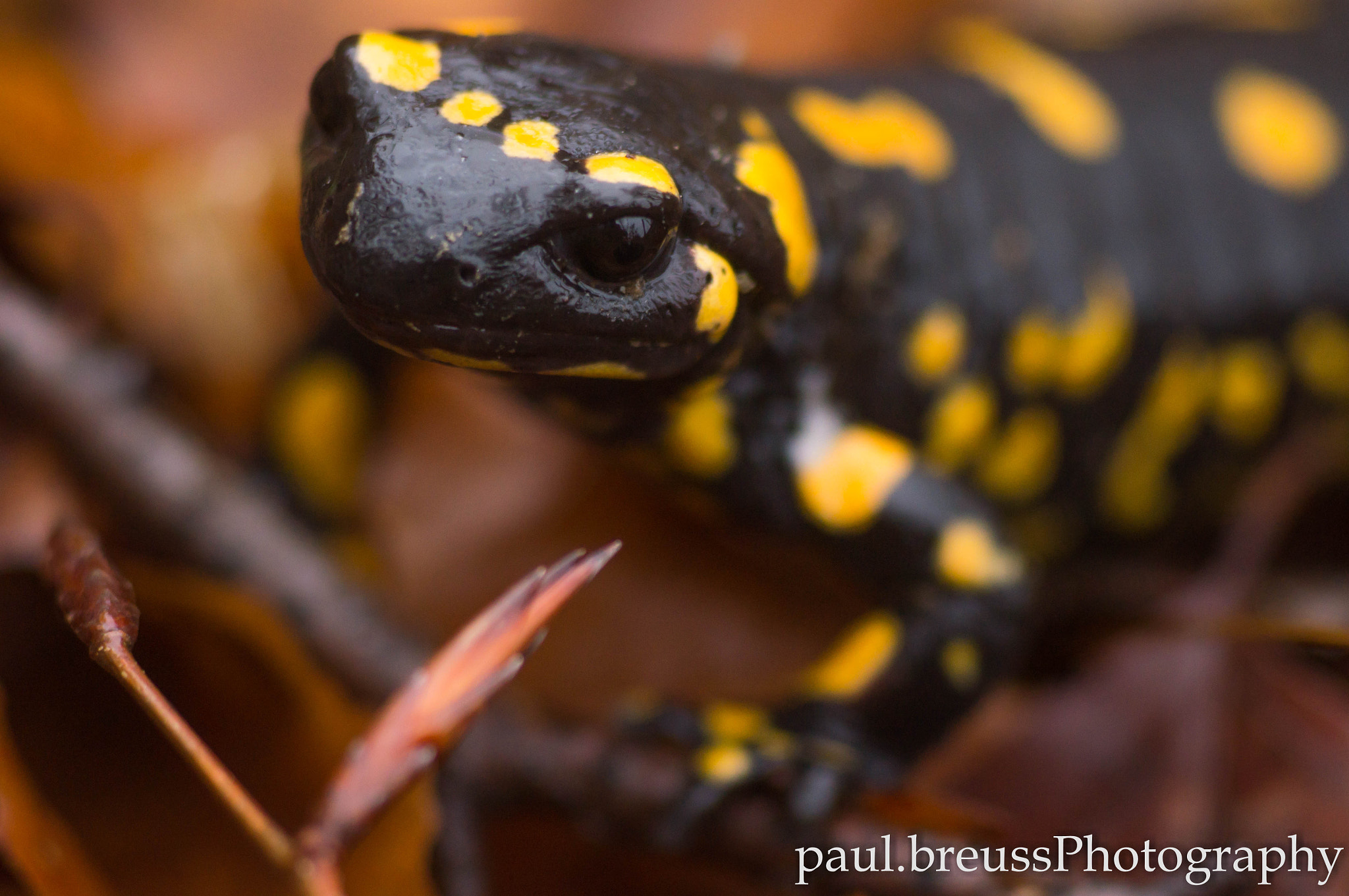 Sony SLT-A55 (SLT-A55V) sample photo. Fire salamander photography