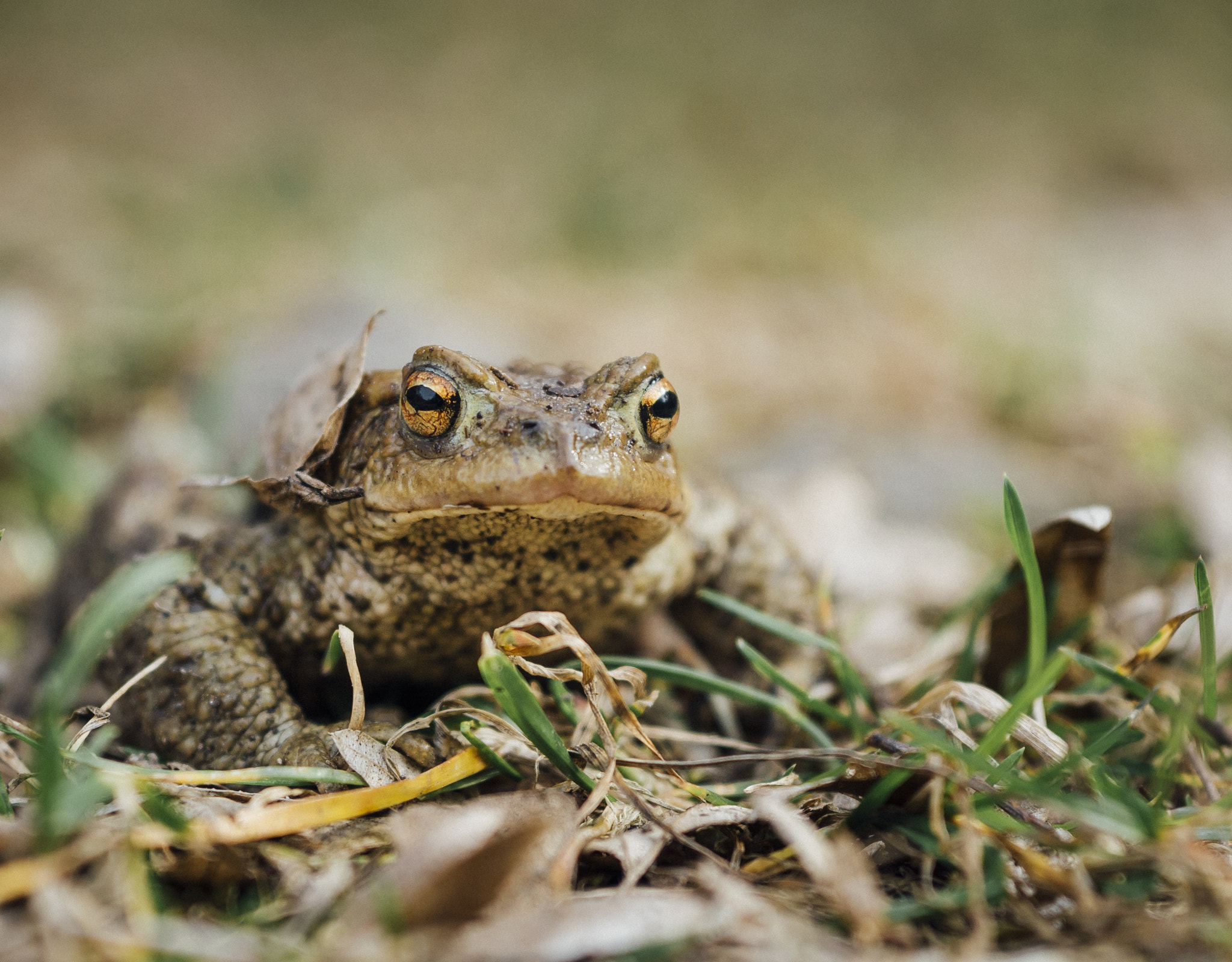 Sigma 60mm F2.8 DN Art sample photo. The frog photography