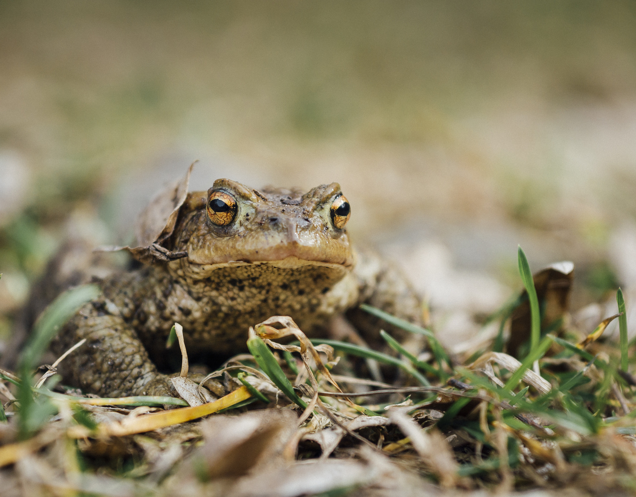 Panasonic Lumix DMC-GX7 + Sigma 60mm F2.8 DN Art sample photo. The frog photography