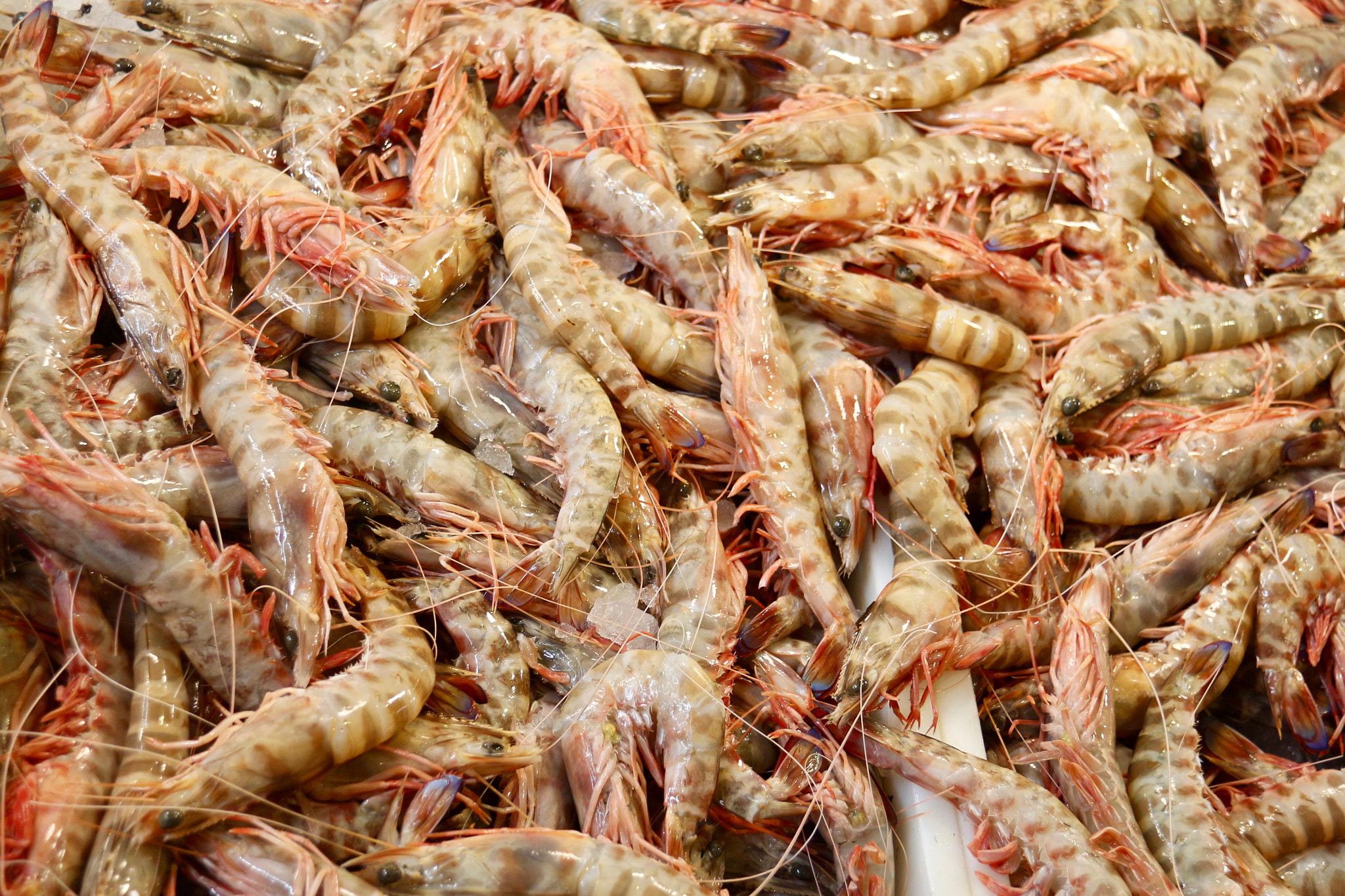 Canon EF-S 18-200mm F3.5-5.6 IS sample photo. Shrimps / prawns photography