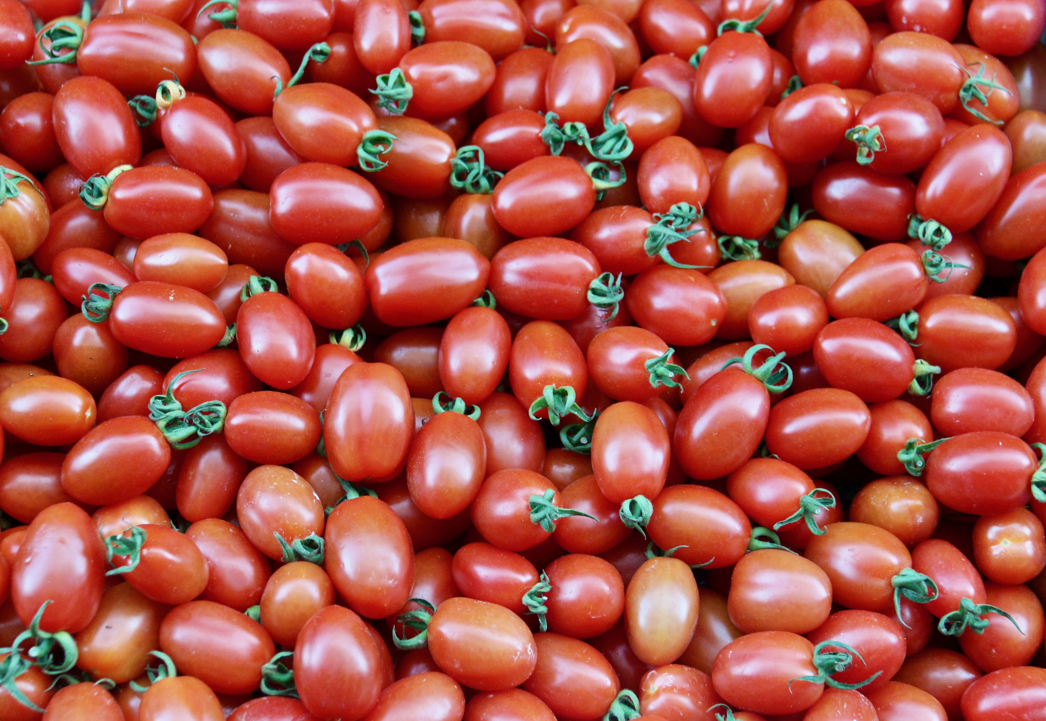 Canon EF-S 18-200mm F3.5-5.6 IS sample photo. Tomatoes photography