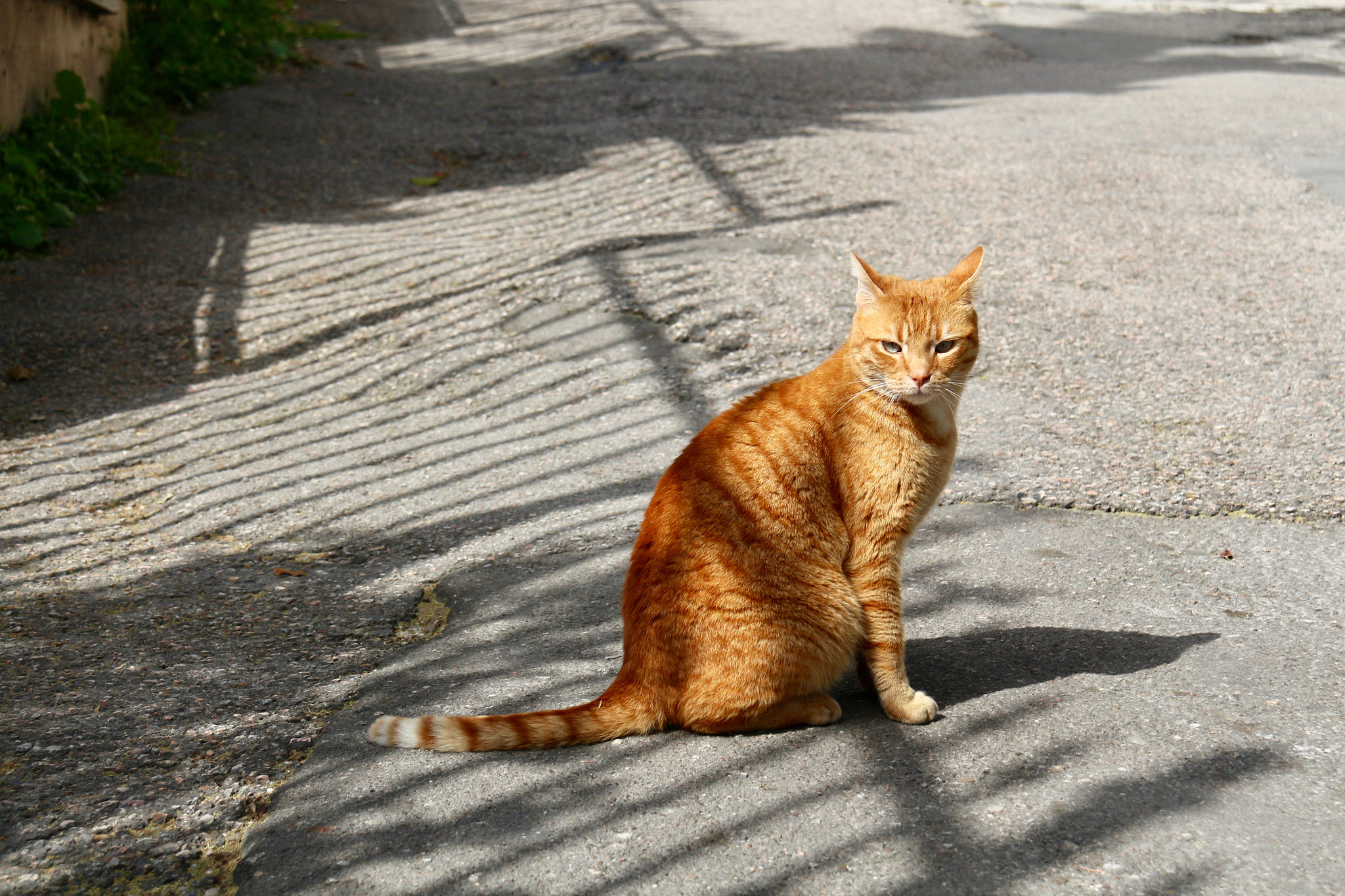 Canon EF-S 18-200mm F3.5-5.6 IS sample photo. Red cat photography