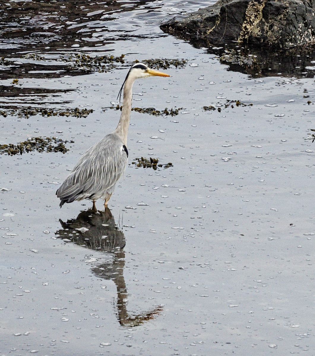 Olympus OM-D E-M5 sample photo. Grey heron photography