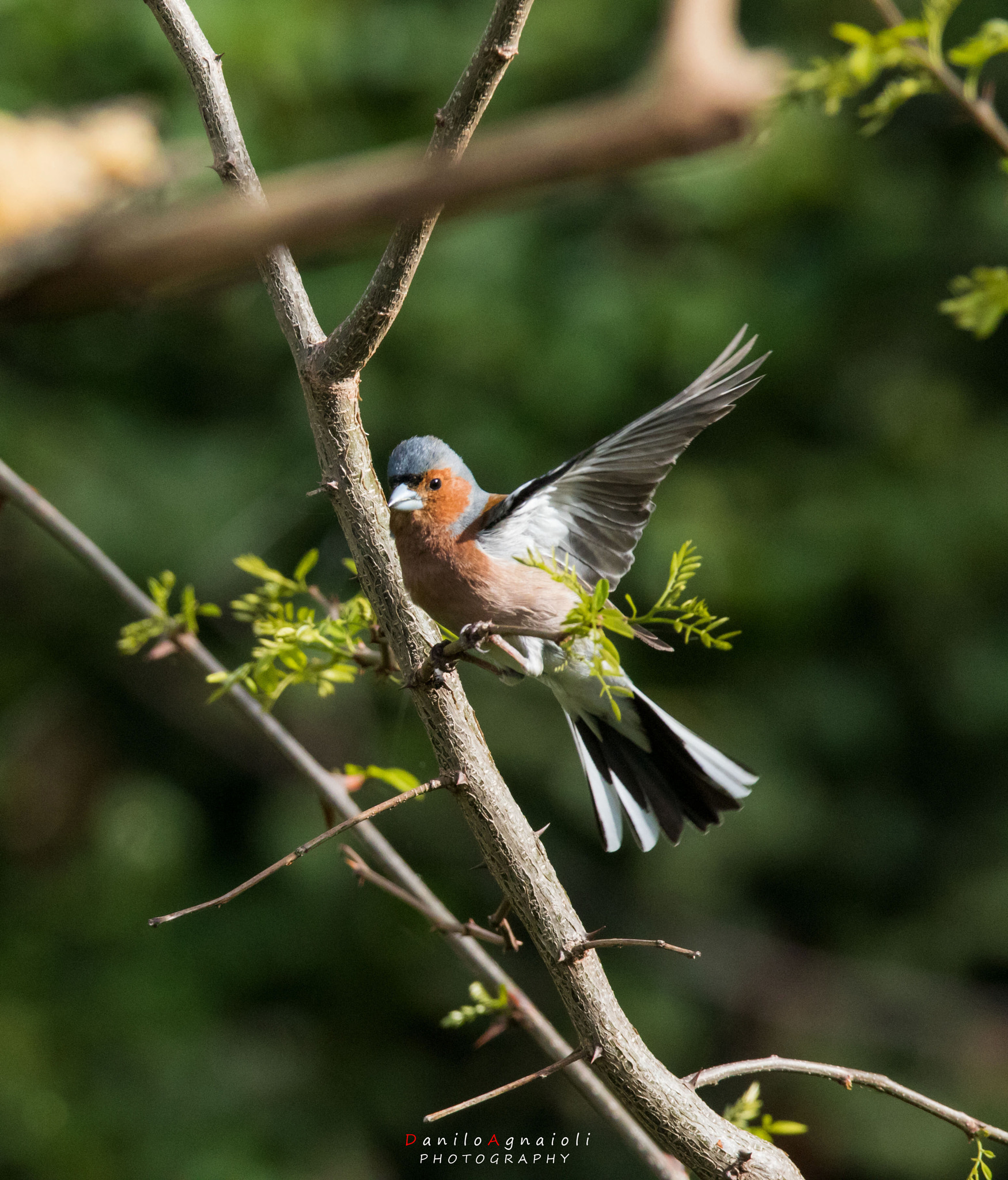 Tamron SP 150-600mm F5-6.3 Di VC USD sample photo. Fringuello in liberta' photography