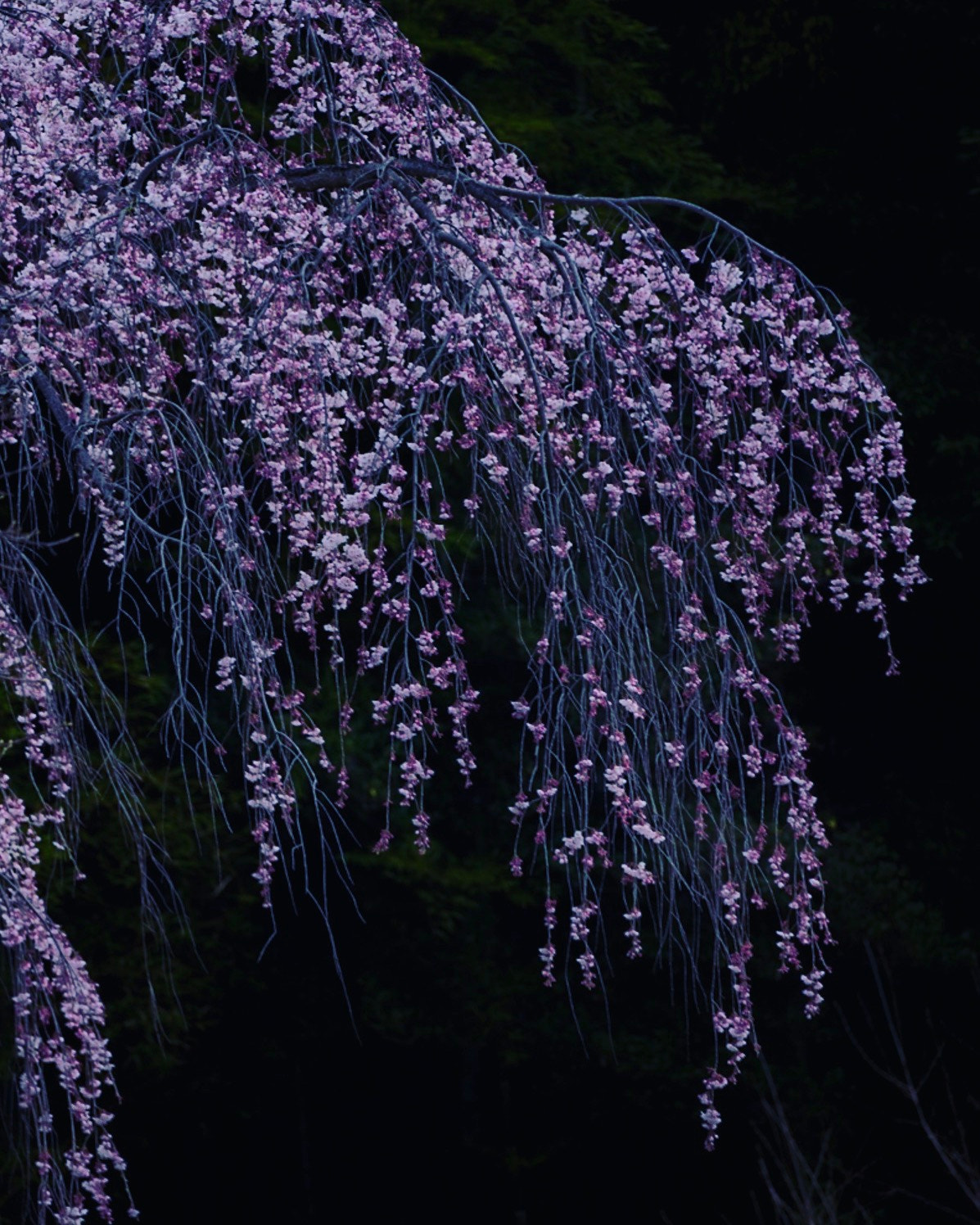 Sony FE 70-300mm F4.5-5.6 G OSS sample photo. Weeping cherry photography