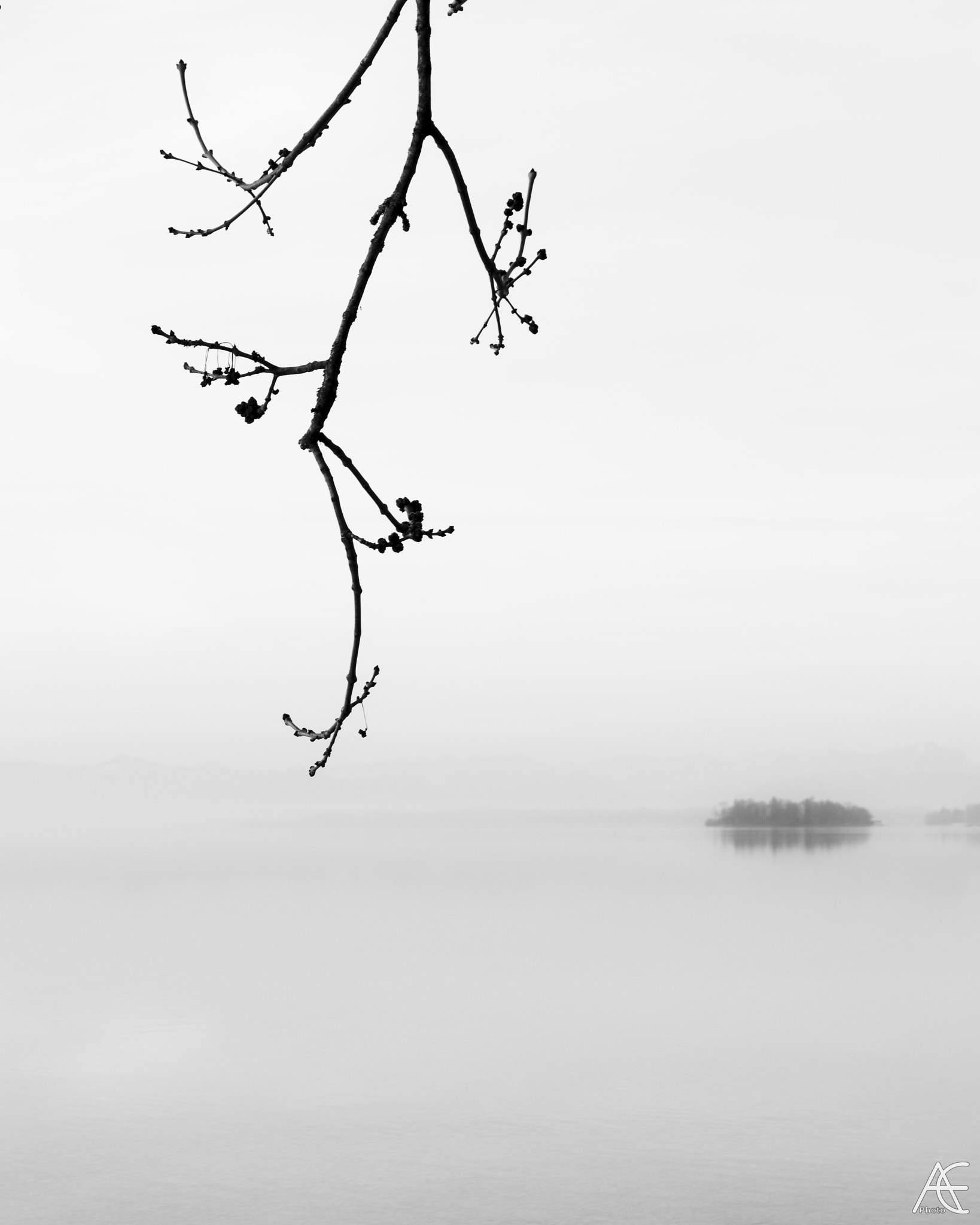 Sigma 17-50mm F2.8 EX DC OS HSM sample photo. Ikebana photography