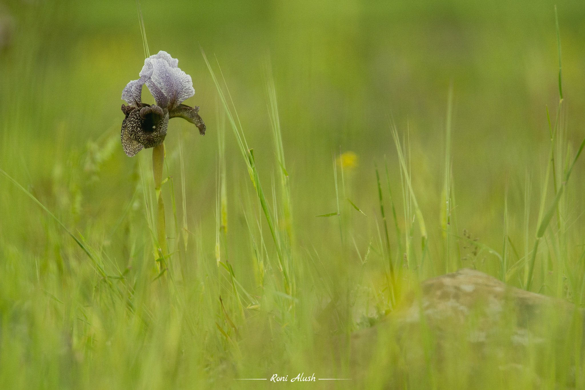 Nikon D7100 sample photo. Iris photography