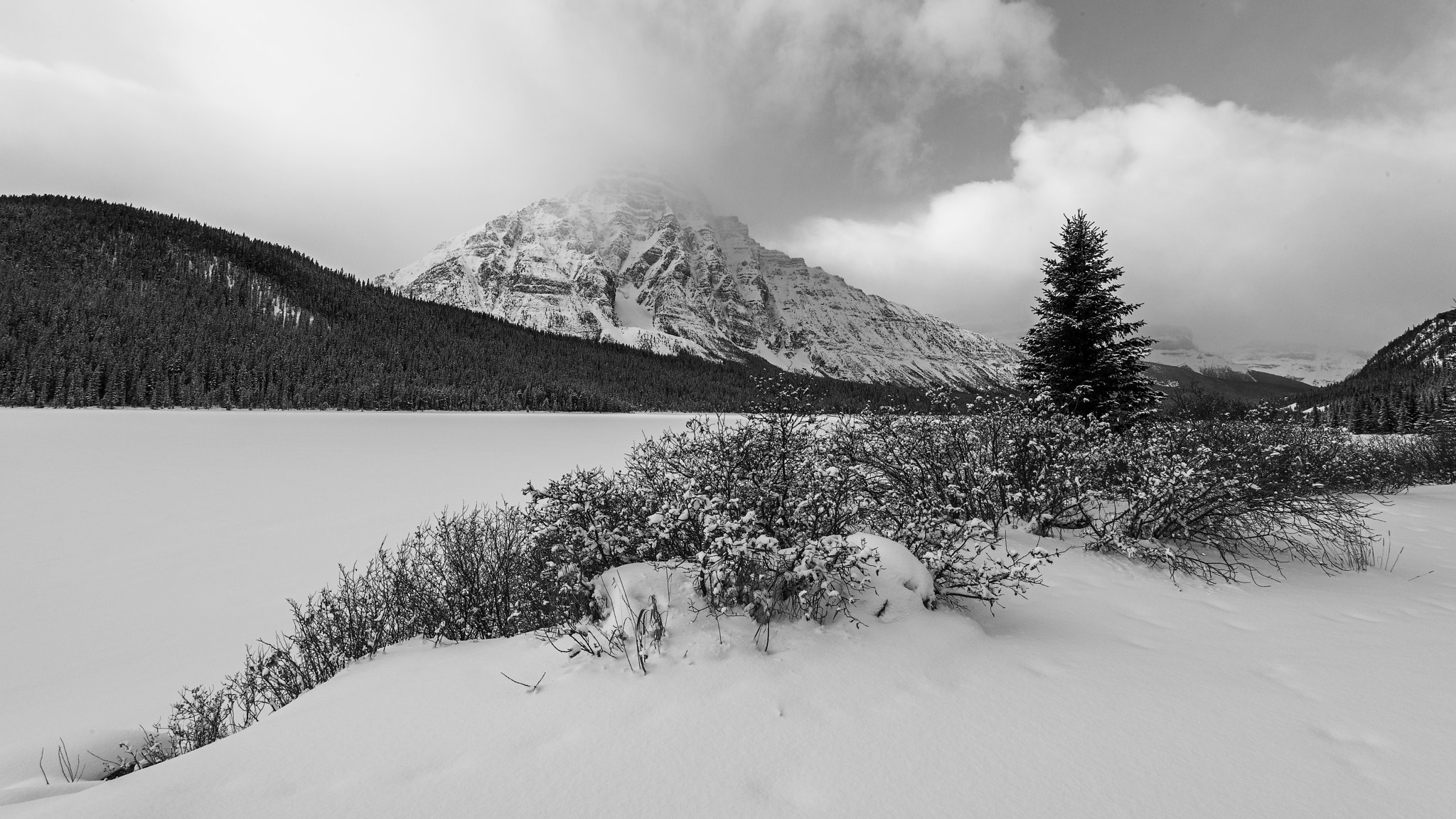 Nikon AF-S Nikkor 16-35mm F4G ED VR sample photo. Casual encounter in banff photography