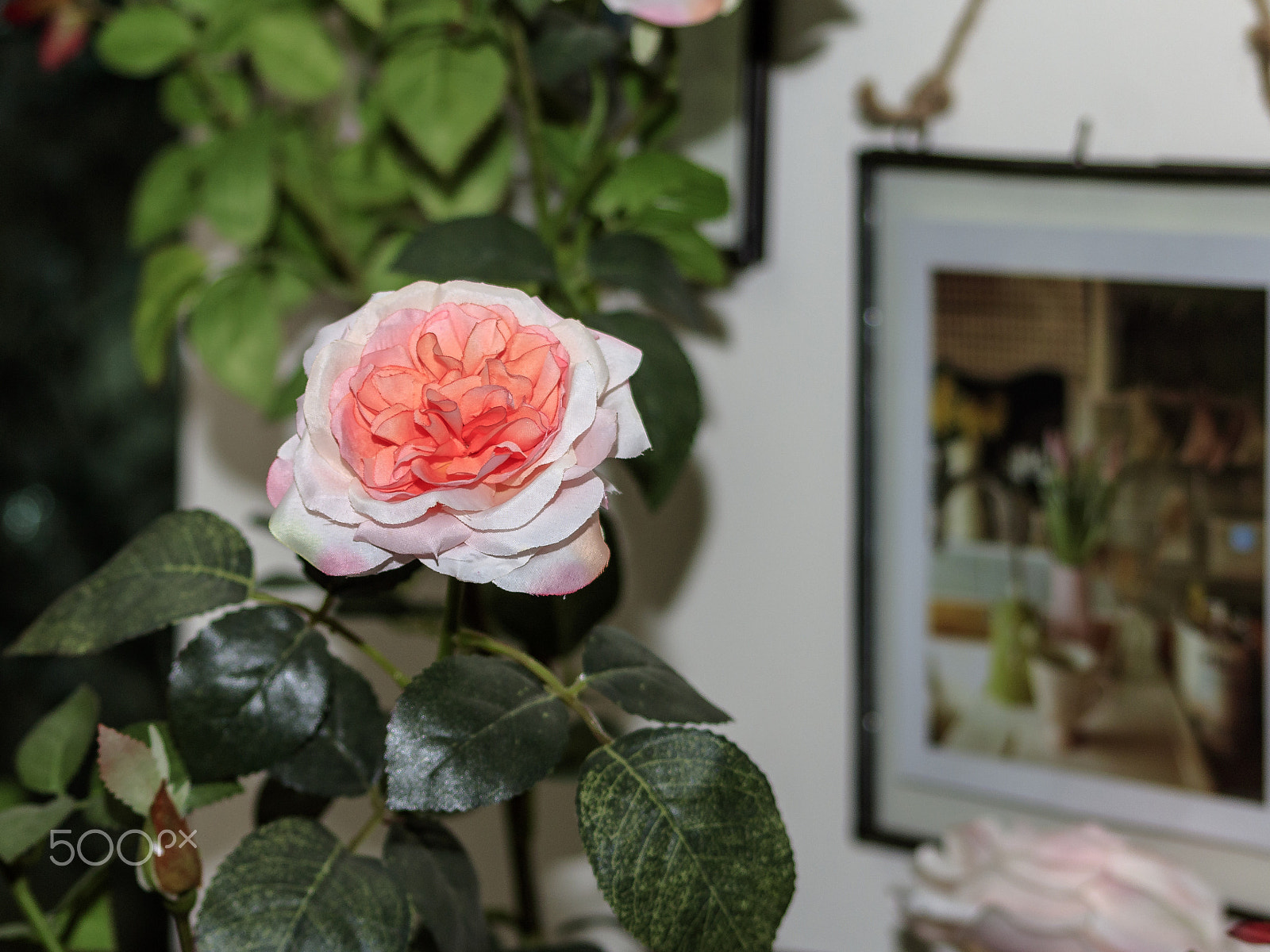 Canon EOS 1300D (EOS Rebel T6 / EOS Kiss X80) sample photo. Rose photography