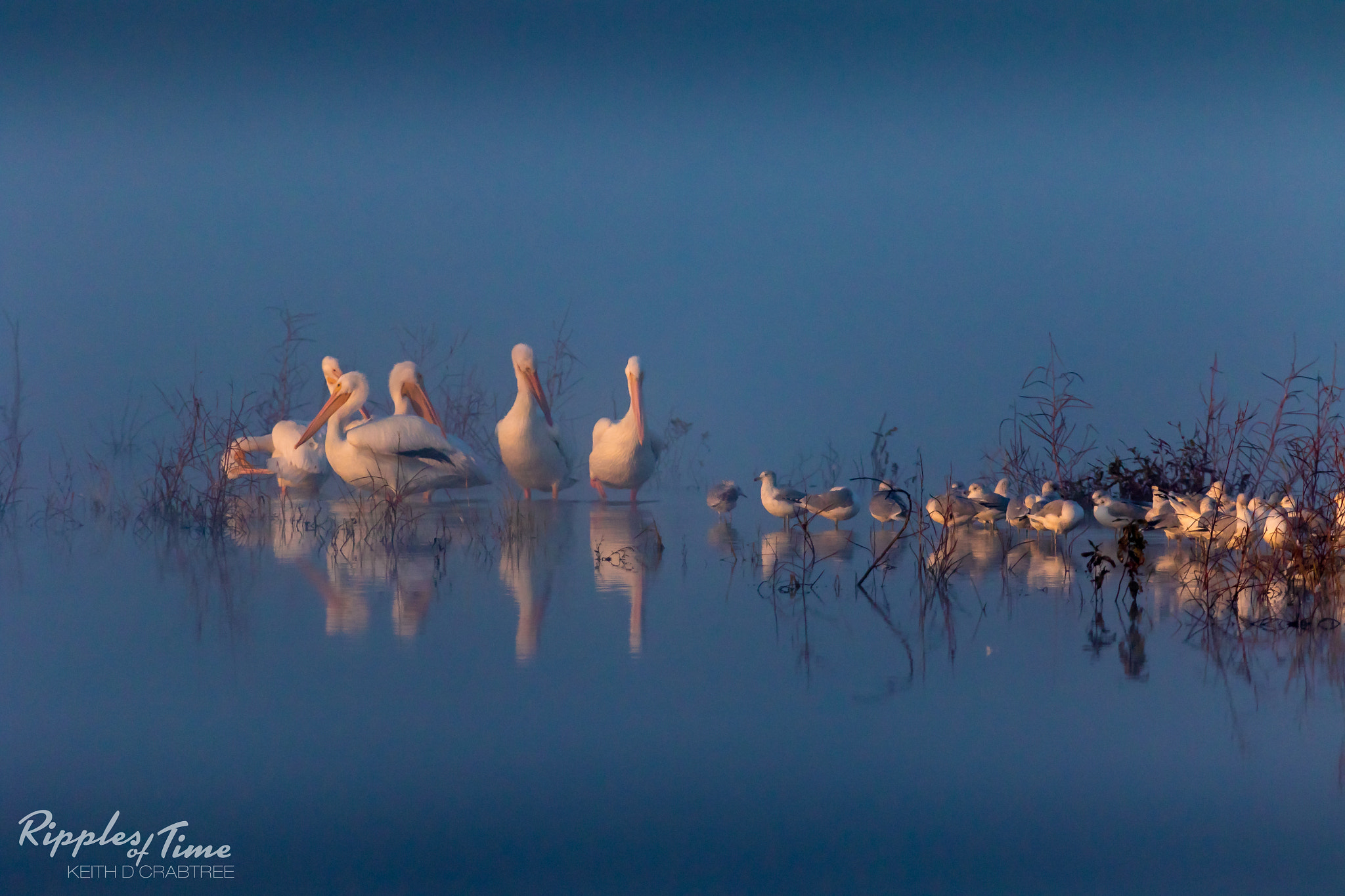 Canon EF 100-400mm F4.5-5.6L IS USM sample photo. Pelicans at hagerman photography
