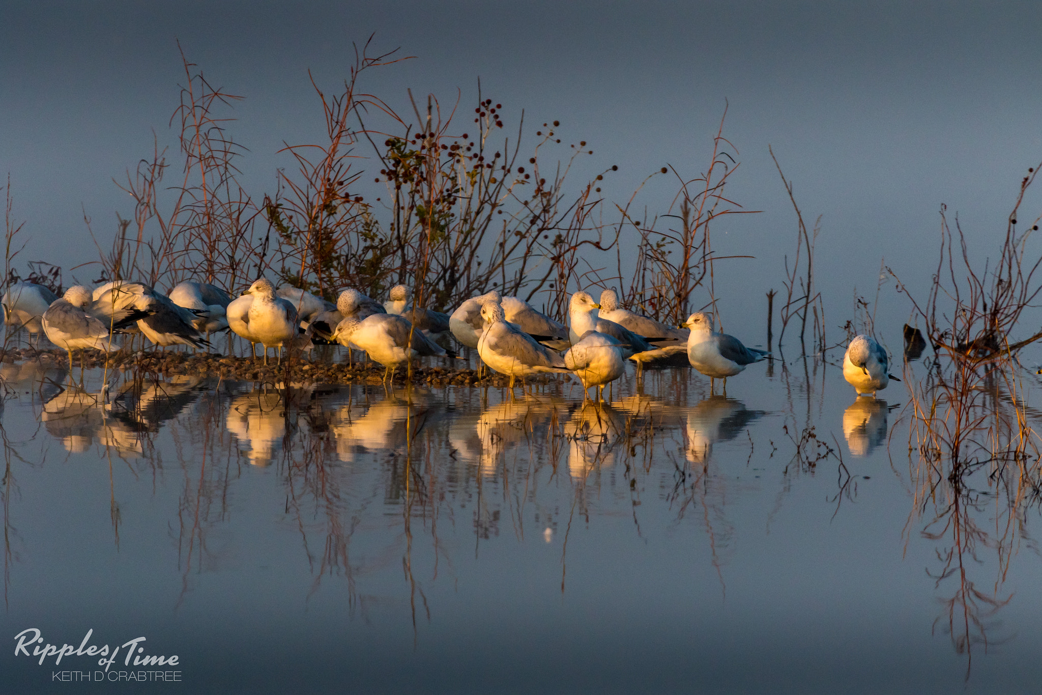 Canon EF 100-400mm F4.5-5.6L IS USM sample photo. Gulls at hagerman photography