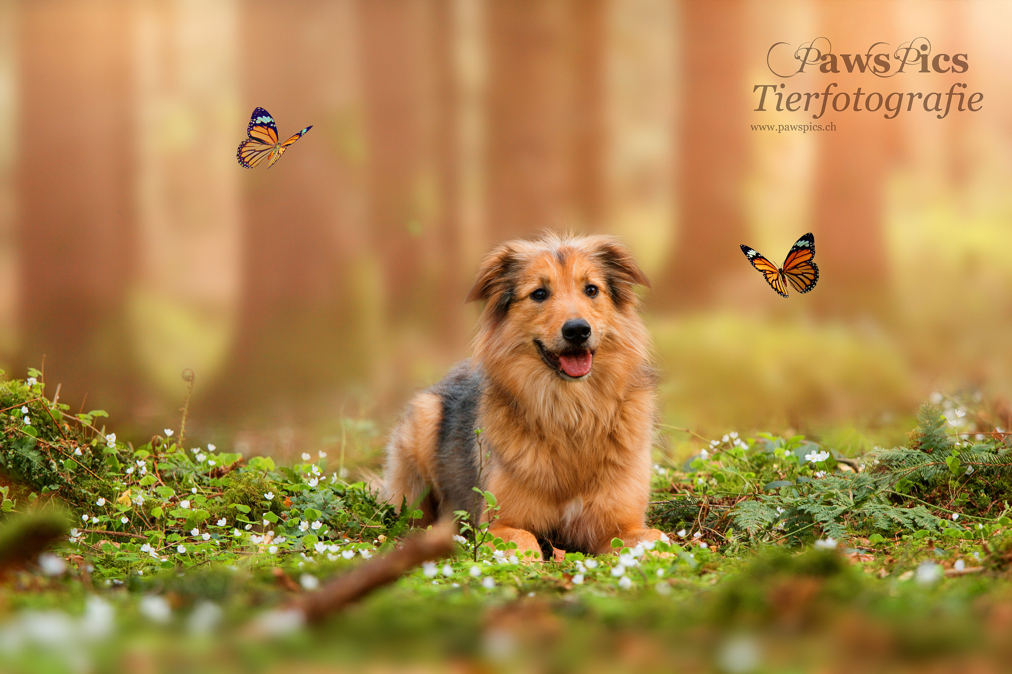 Canon EOS 70D sample photo. Sielu with butterflies photography