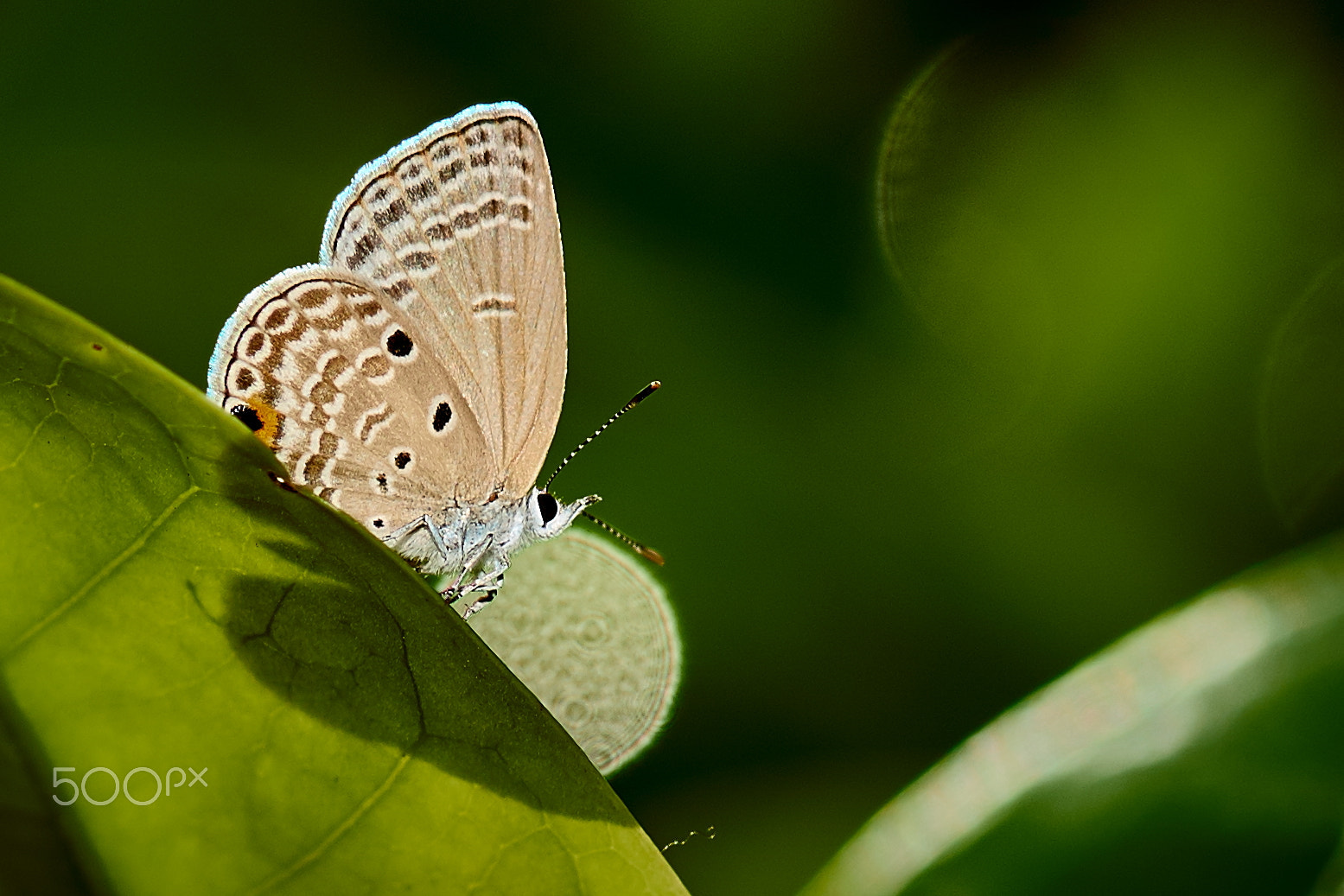 Sony 100mm F2.8 Macro sample photo. Resting photography