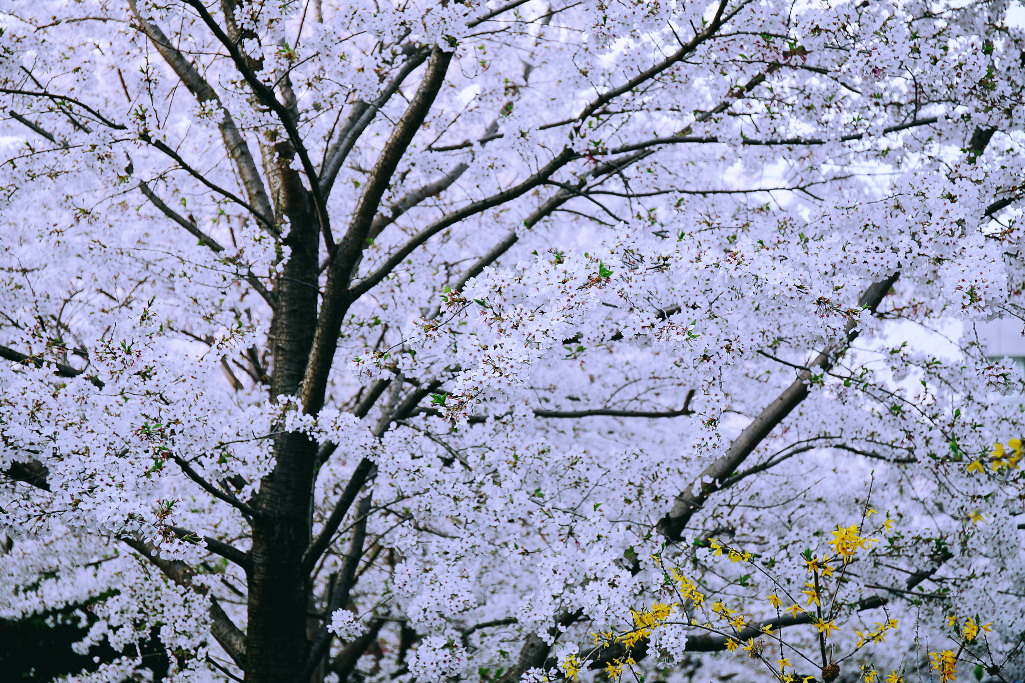 Canon EF 24-70mm F4L IS USM sample photo. 染井吉野樱 photography