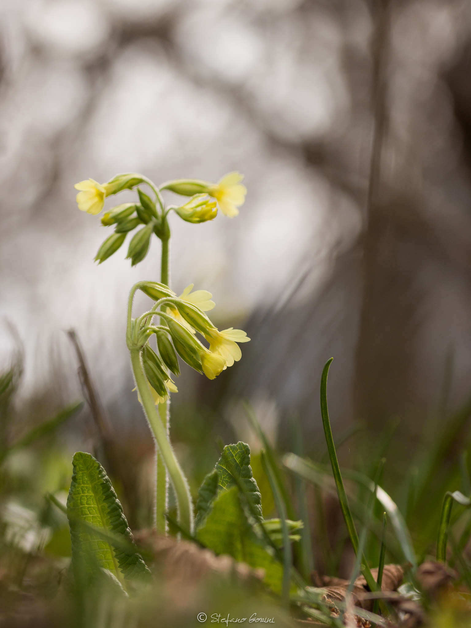 Canon EOS 70D + Sigma 105mm F2.8 EX DG OS HSM sample photo. Primula veris photography