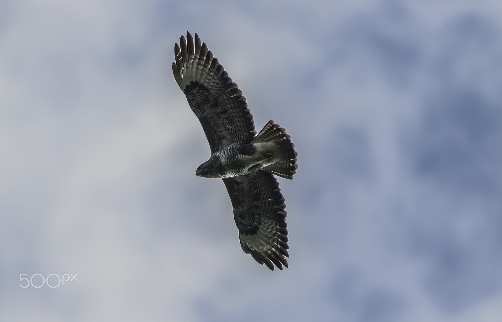 150-600mm F5-6.3 DG OS HSM | Contemporary 015 sample photo. Buzzard (buteo buteo) photography