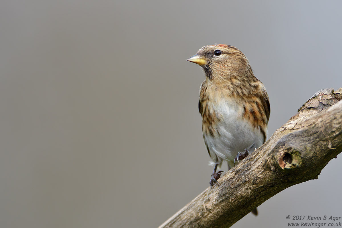 Canon EF 500mm F4L IS USM sample photo. Lesser redpoll, acanthis cabaret photography