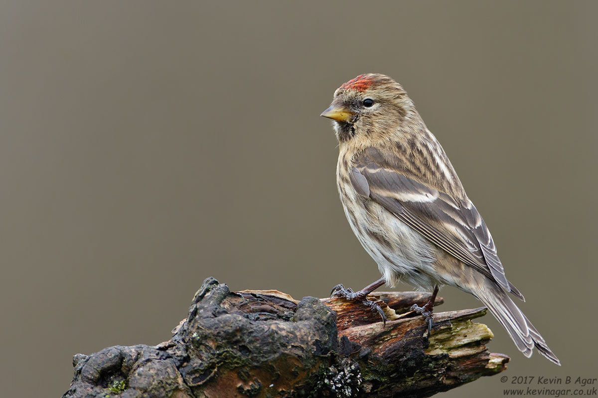 Canon EF 500mm F4L IS USM sample photo. Lesser redpoll, acanthis cabaret photography