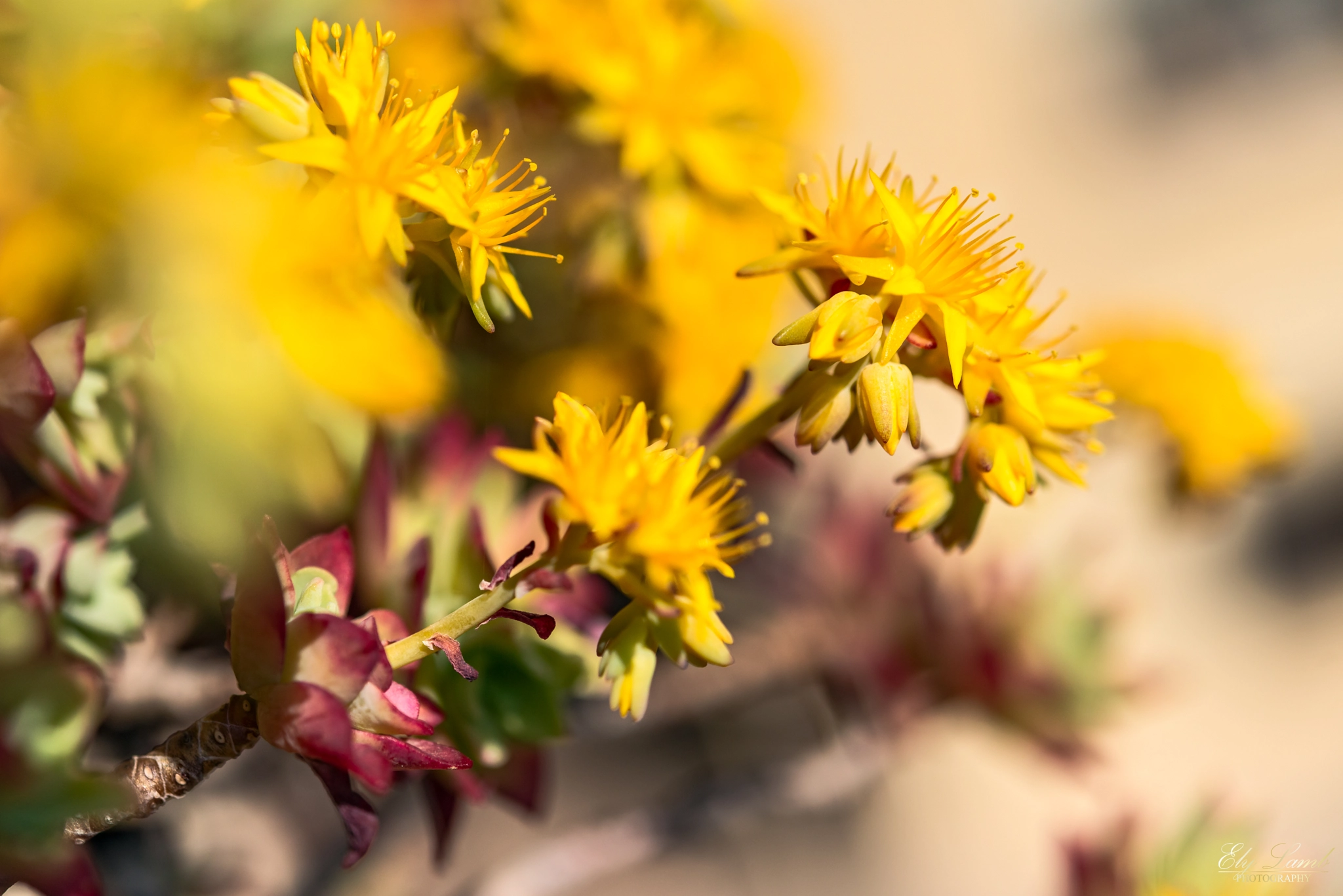 Nikon AF-S Micro-Nikkor 60mm F2.8G ED sample photo. Spring photography