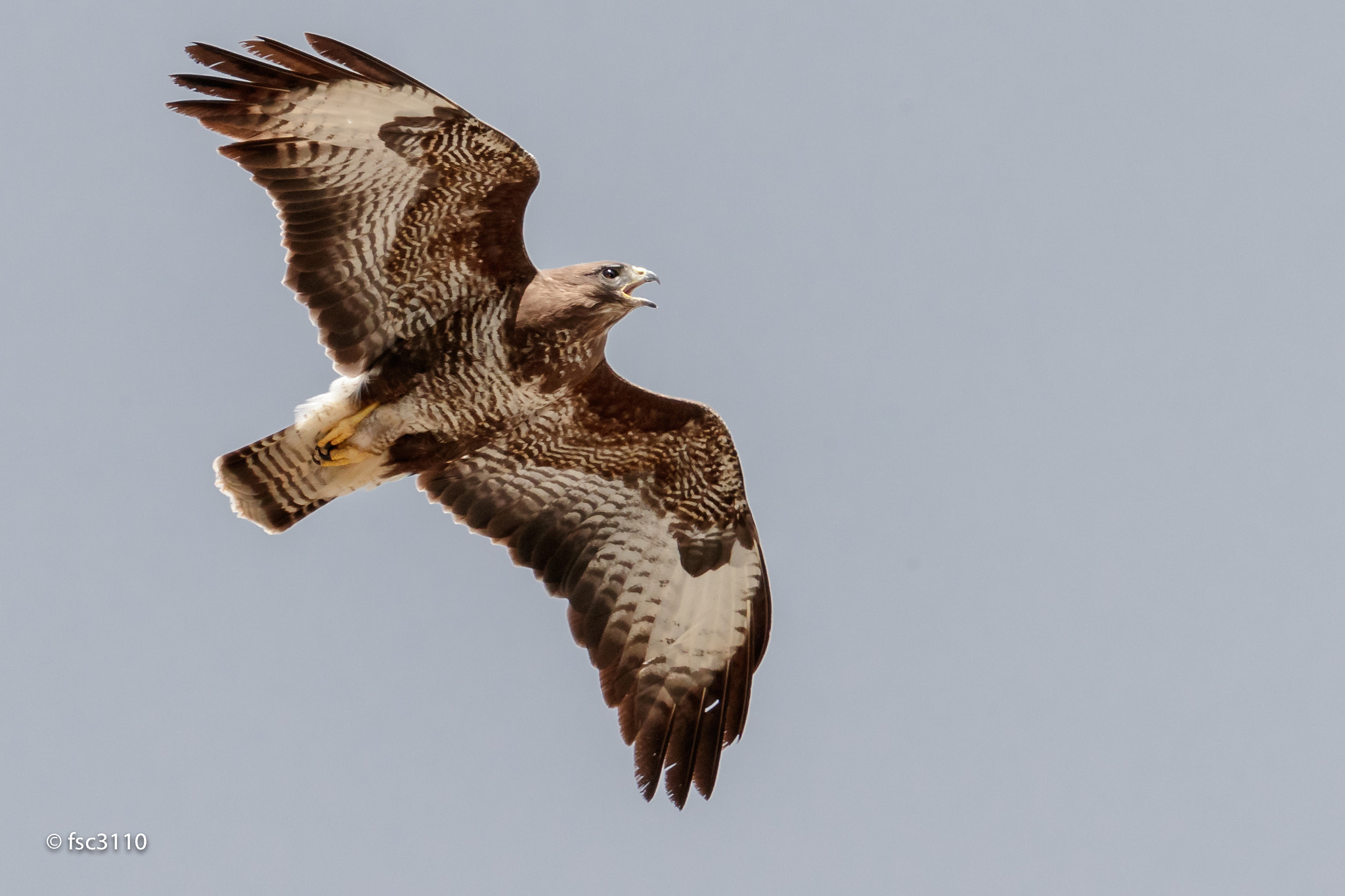 Canon EF 500mm F4L IS II USM sample photo. Common buzzard in flight photography