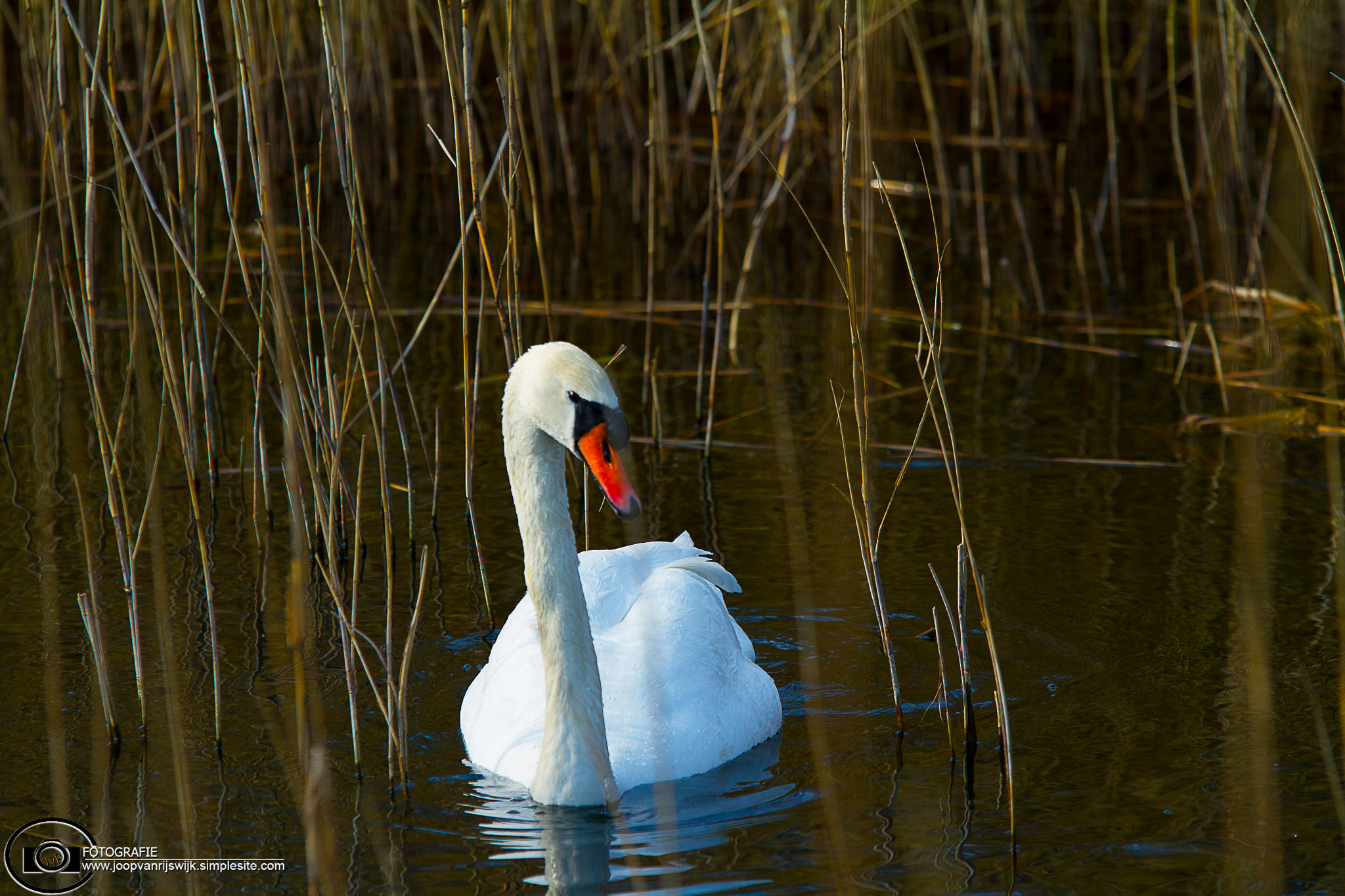 Sigma 70-200mm F2.8 EX DG OS HSM sample photo. Img photography