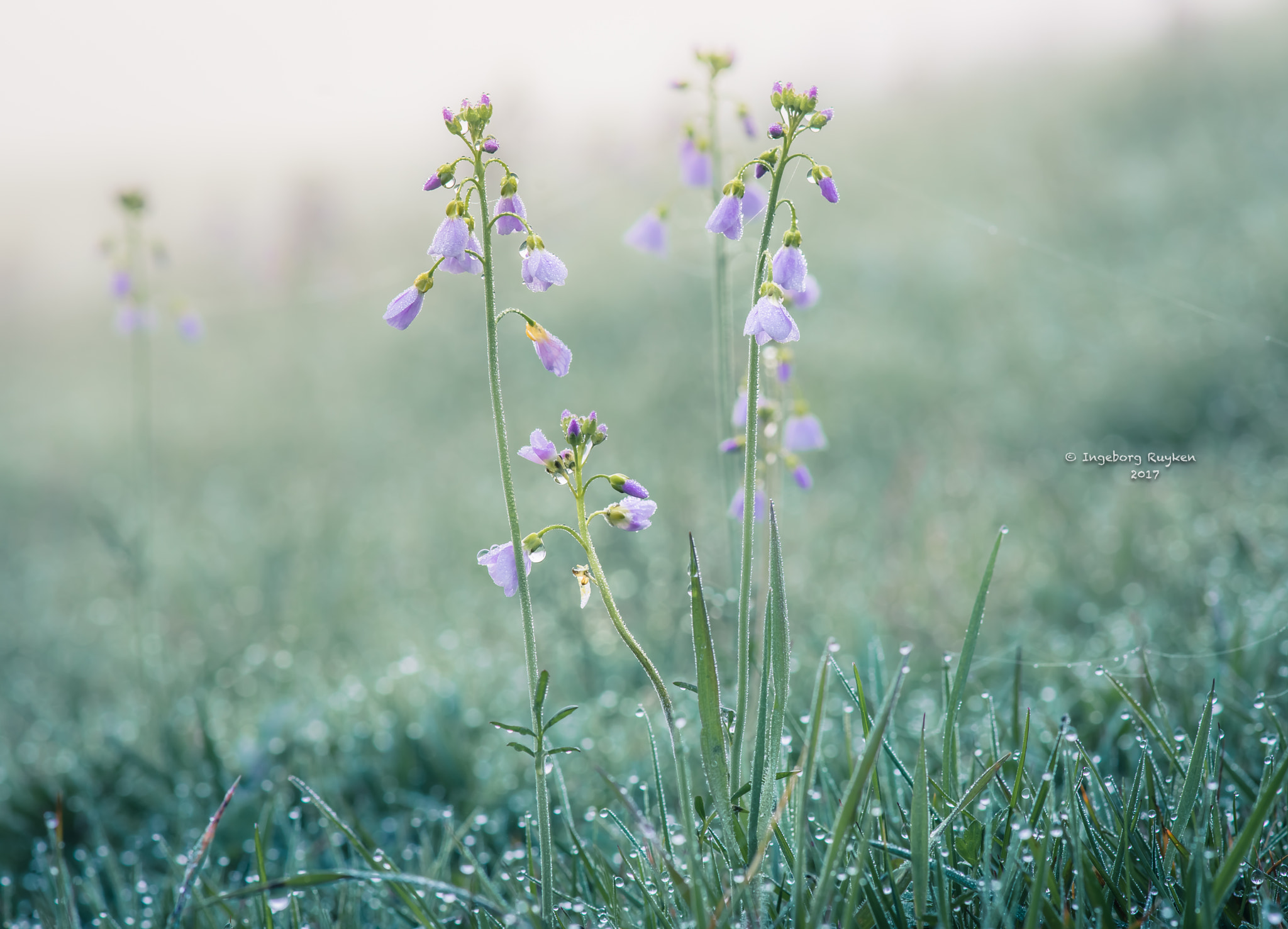 Nikon AF-S Micro-Nikkor 105mm F2.8G IF-ED VR sample photo. The earth laughs in flowers photography