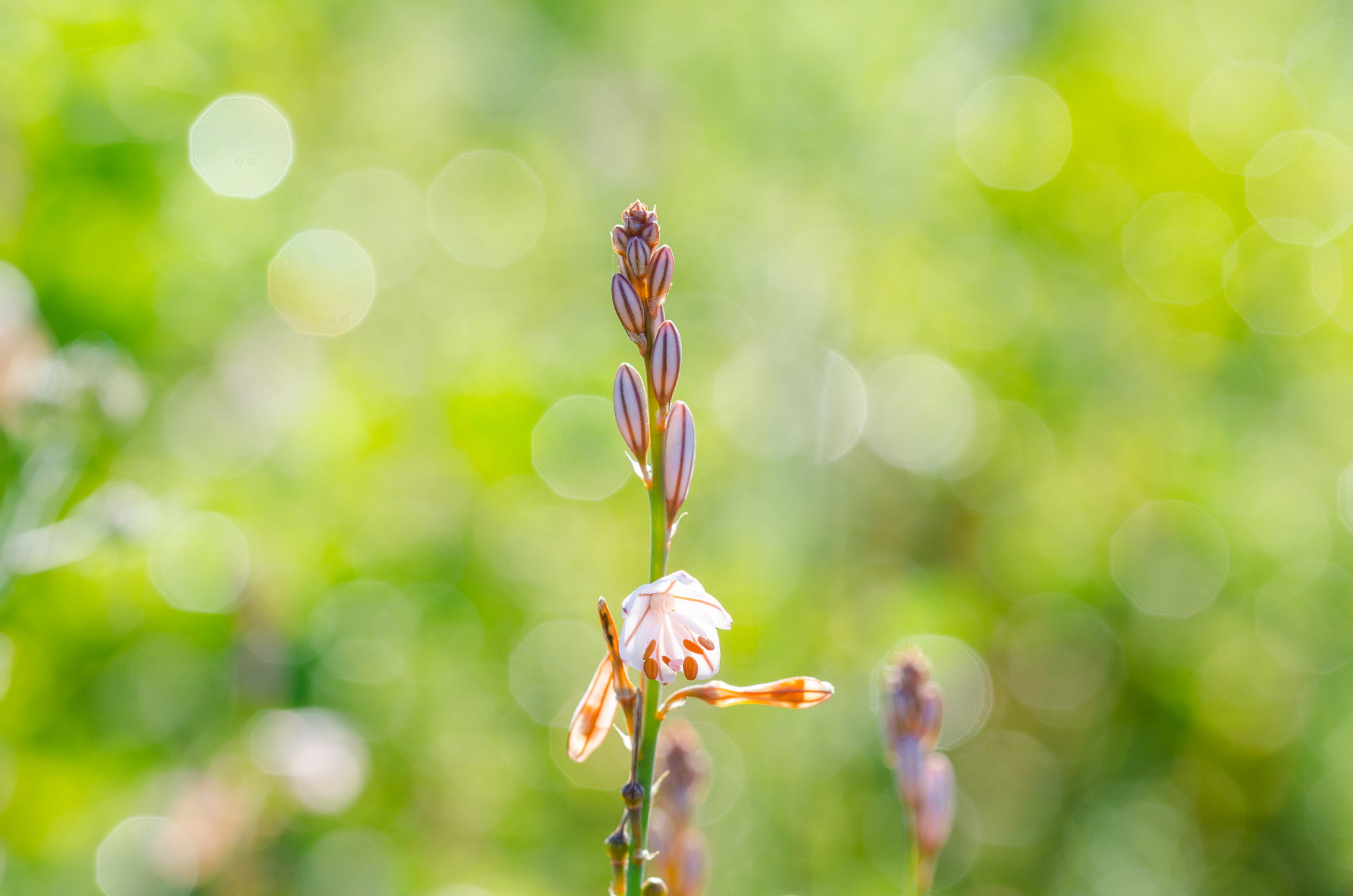 Sigma 105mm F2.8 EX DG OS HSM sample photo. Dsc photography