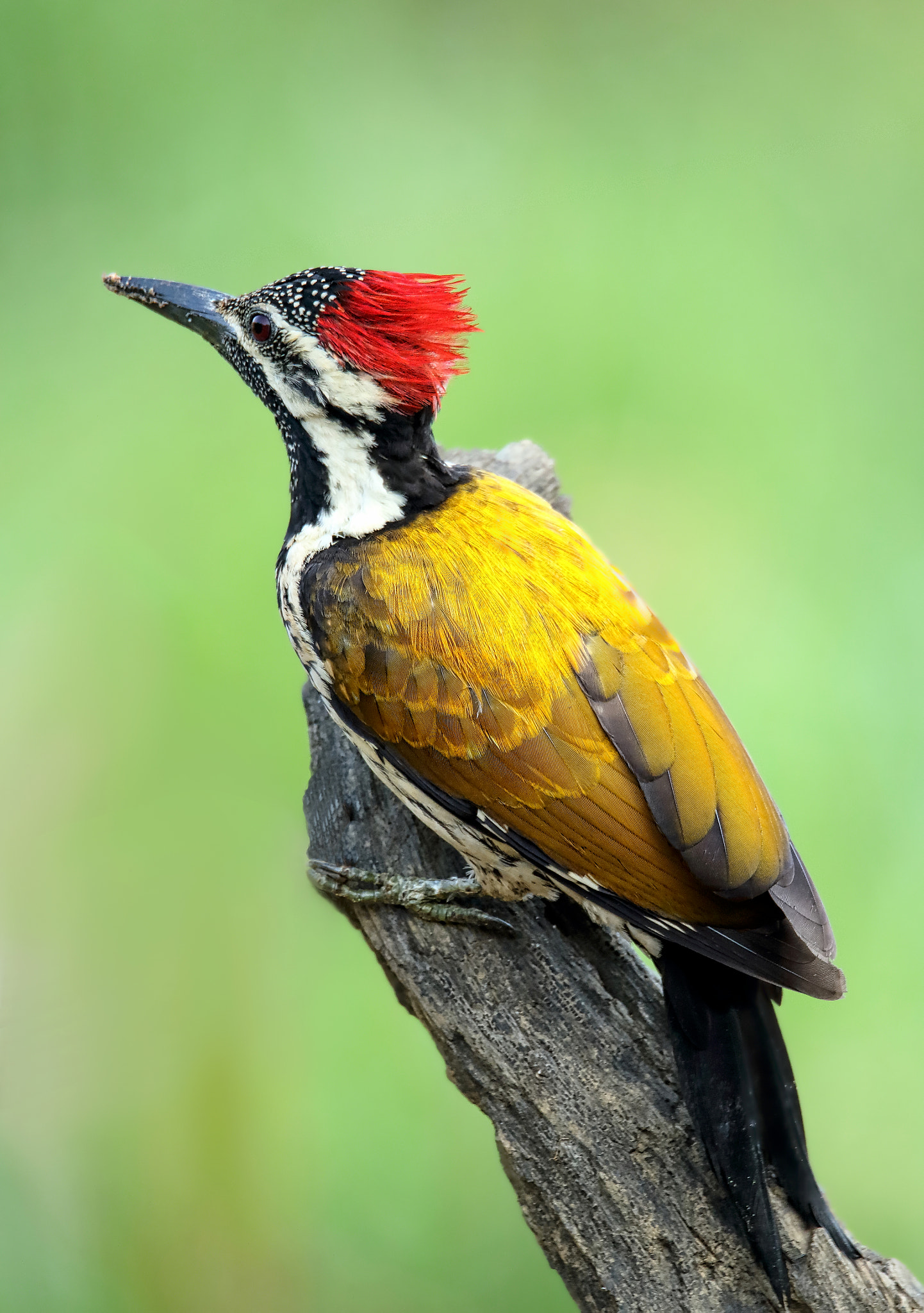 Sigma 150mm f/2.8 EX DG OS HSM APO Macro sample photo. The black-rumped flameback photography