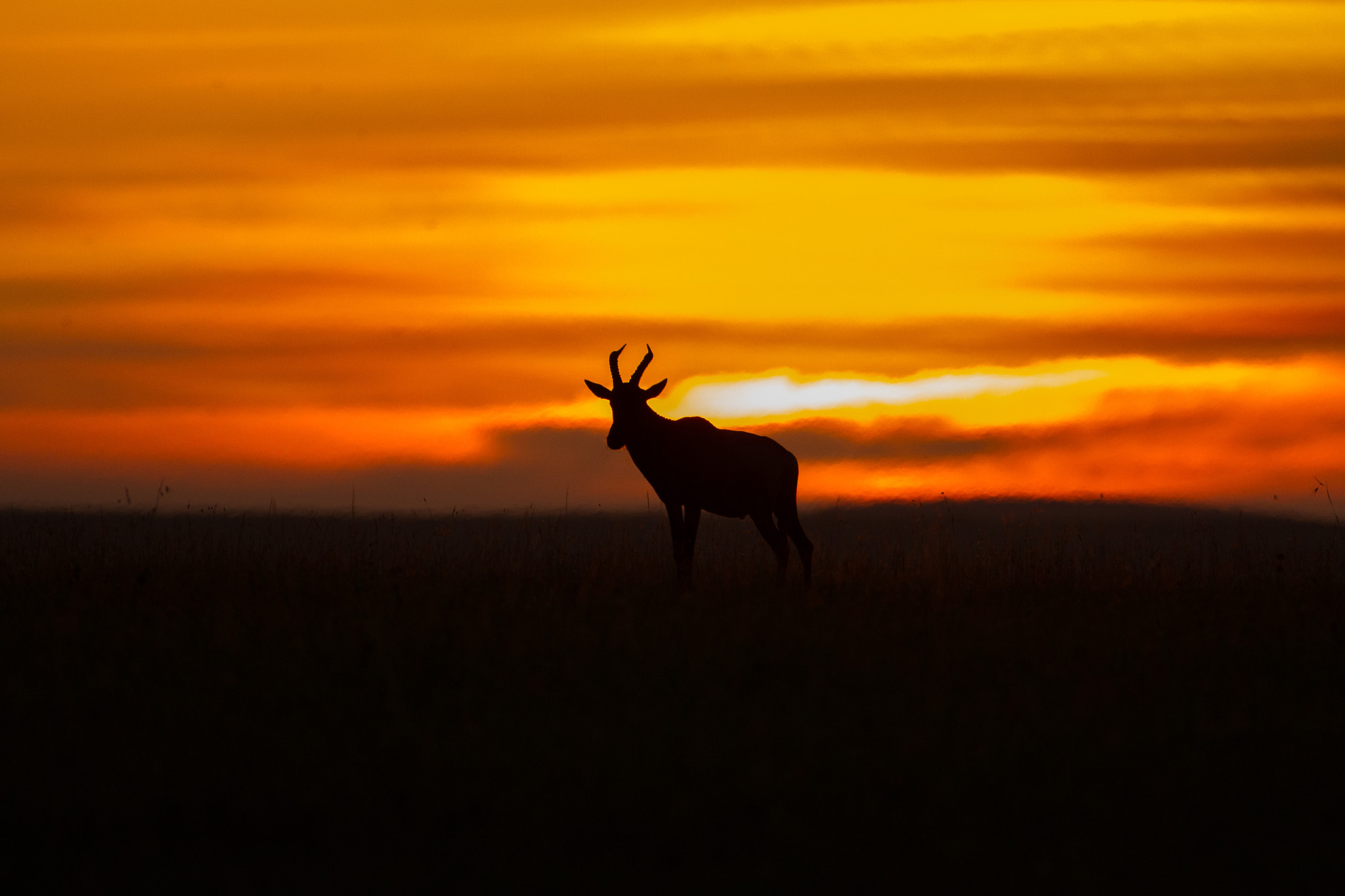 Canon EF 500mm F4L IS USM sample photo. Sunset photography