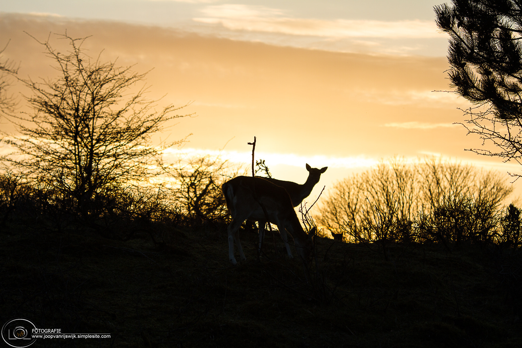 Sigma 70-200mm F2.8 EX DG OS HSM sample photo. Img photography