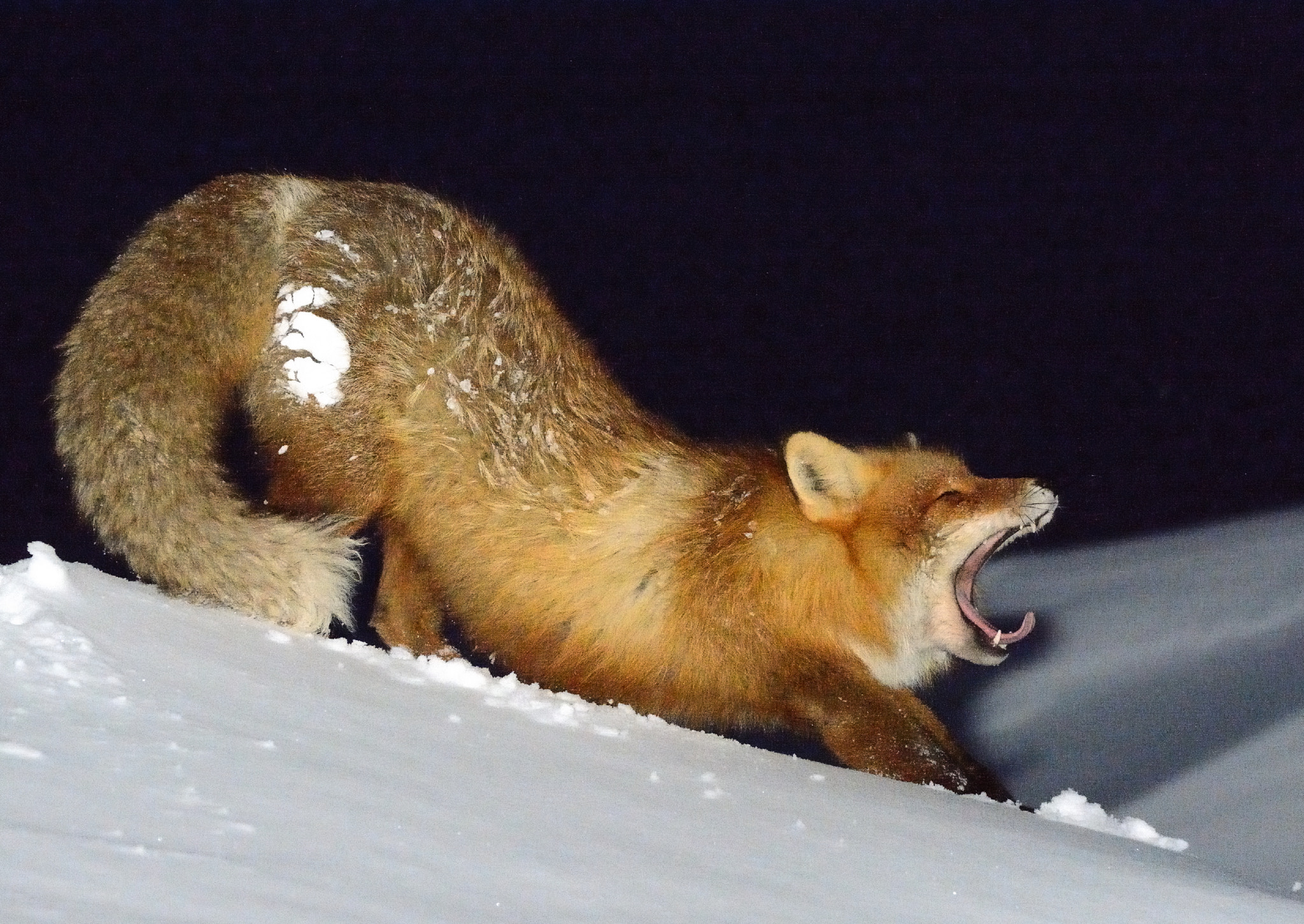 Nikon D7100 sample photo. Snowy fox photography