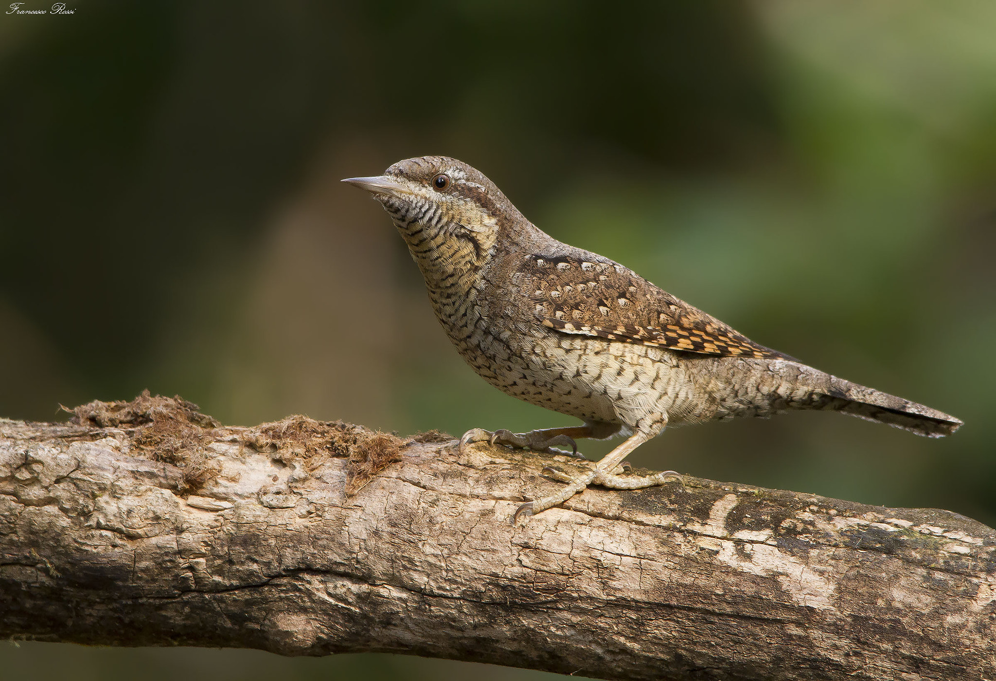 Canon EOS 7D + Sigma 150-500mm F5-6.3 DG OS HSM sample photo. Wryneck, torcicollo  photography