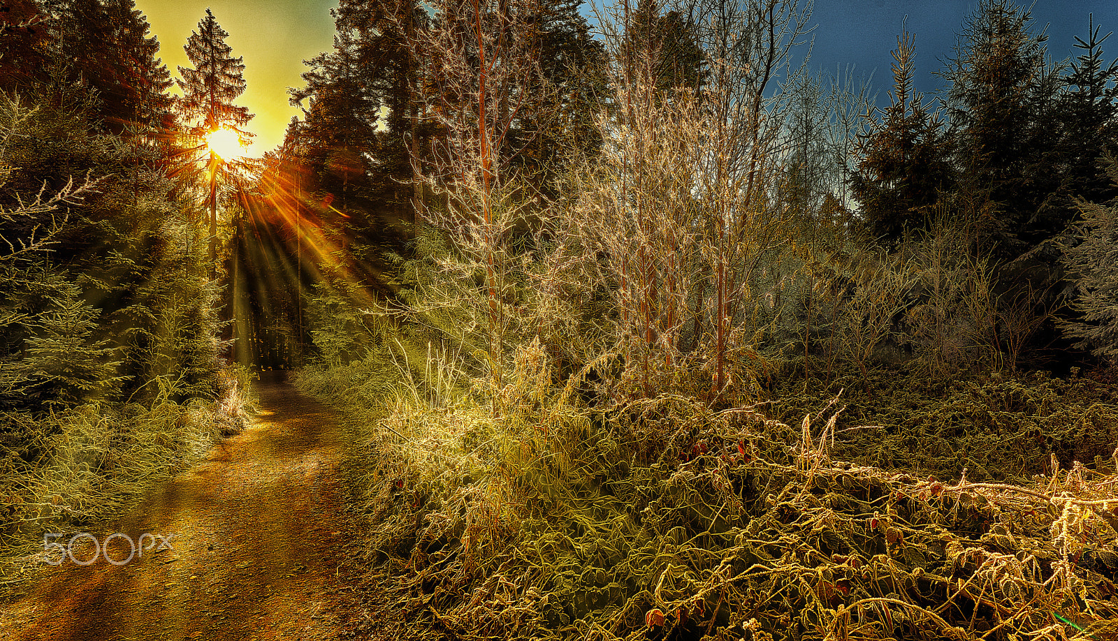 Nikon AF-S Nikkor 14-24mm F2.8G ED sample photo. Winter morning sun photography