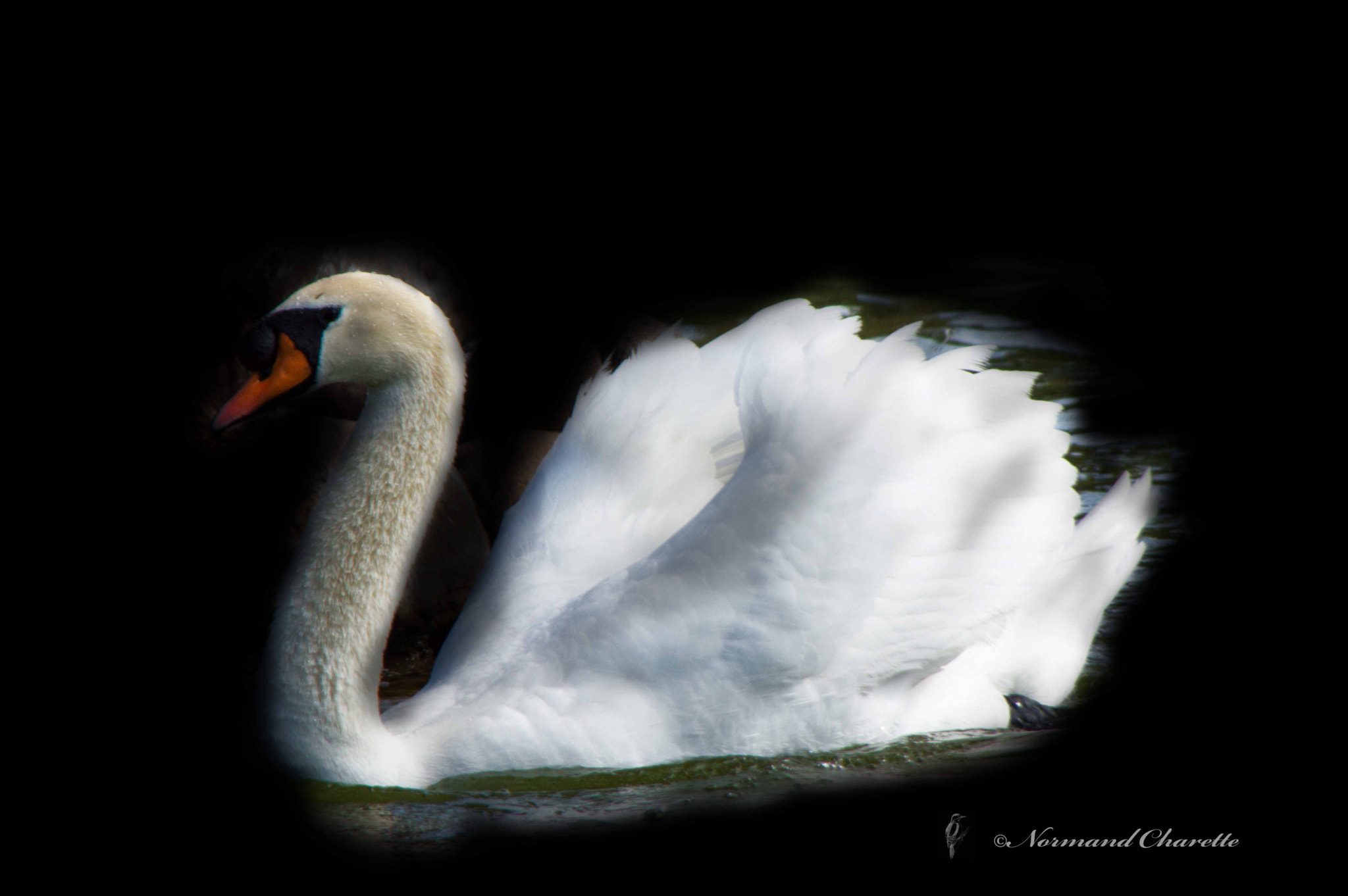 Nikon D3200 sample photo. Swan photography