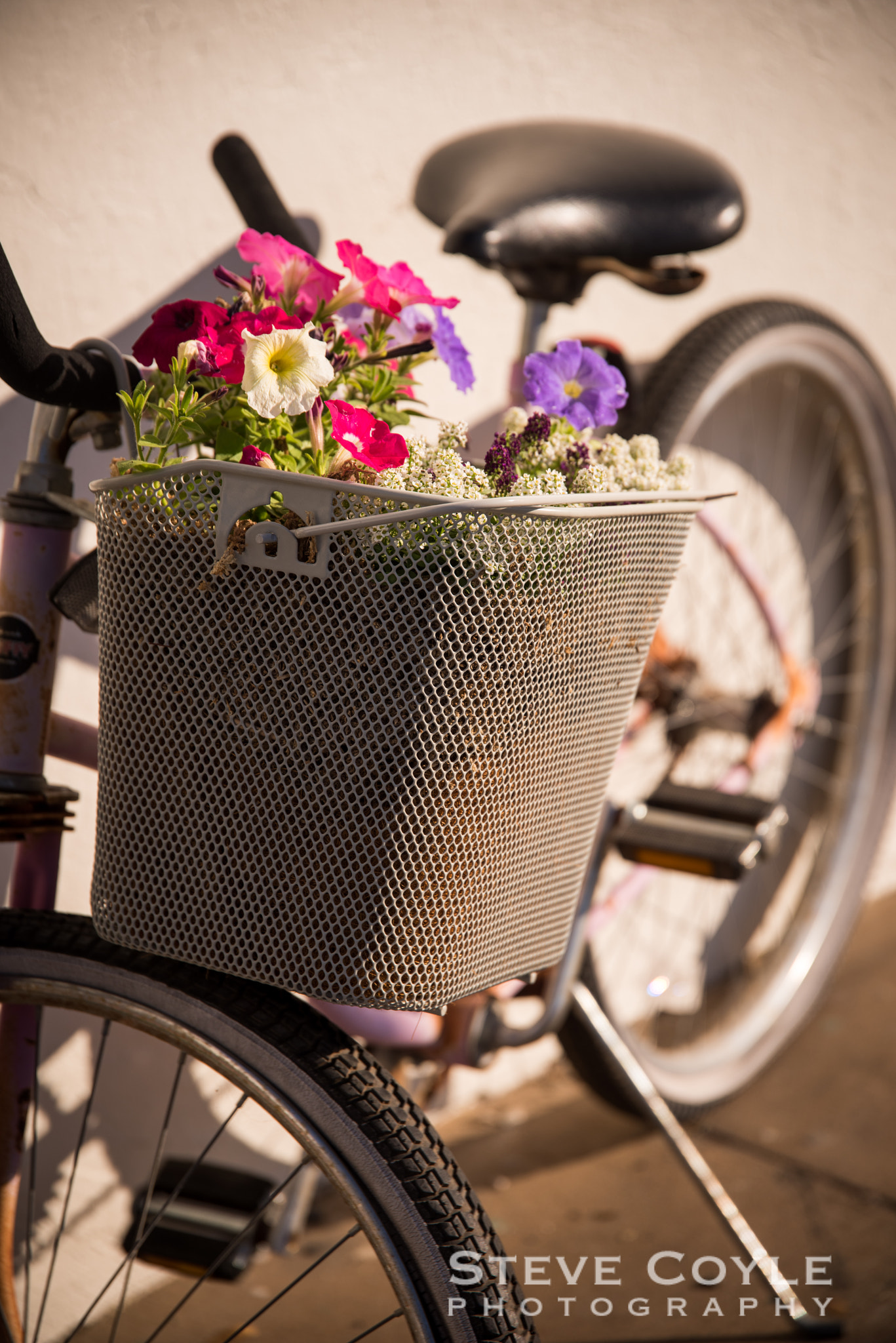 Nikon D810 sample photo. Blooming basket photography