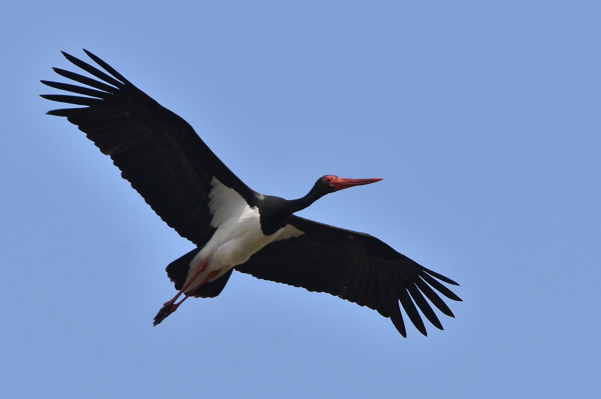 Nikon D7200 + Sigma 150-600mm F5-6.3 DG OS HSM | C sample photo. Black stork (ciconia nigra) photography