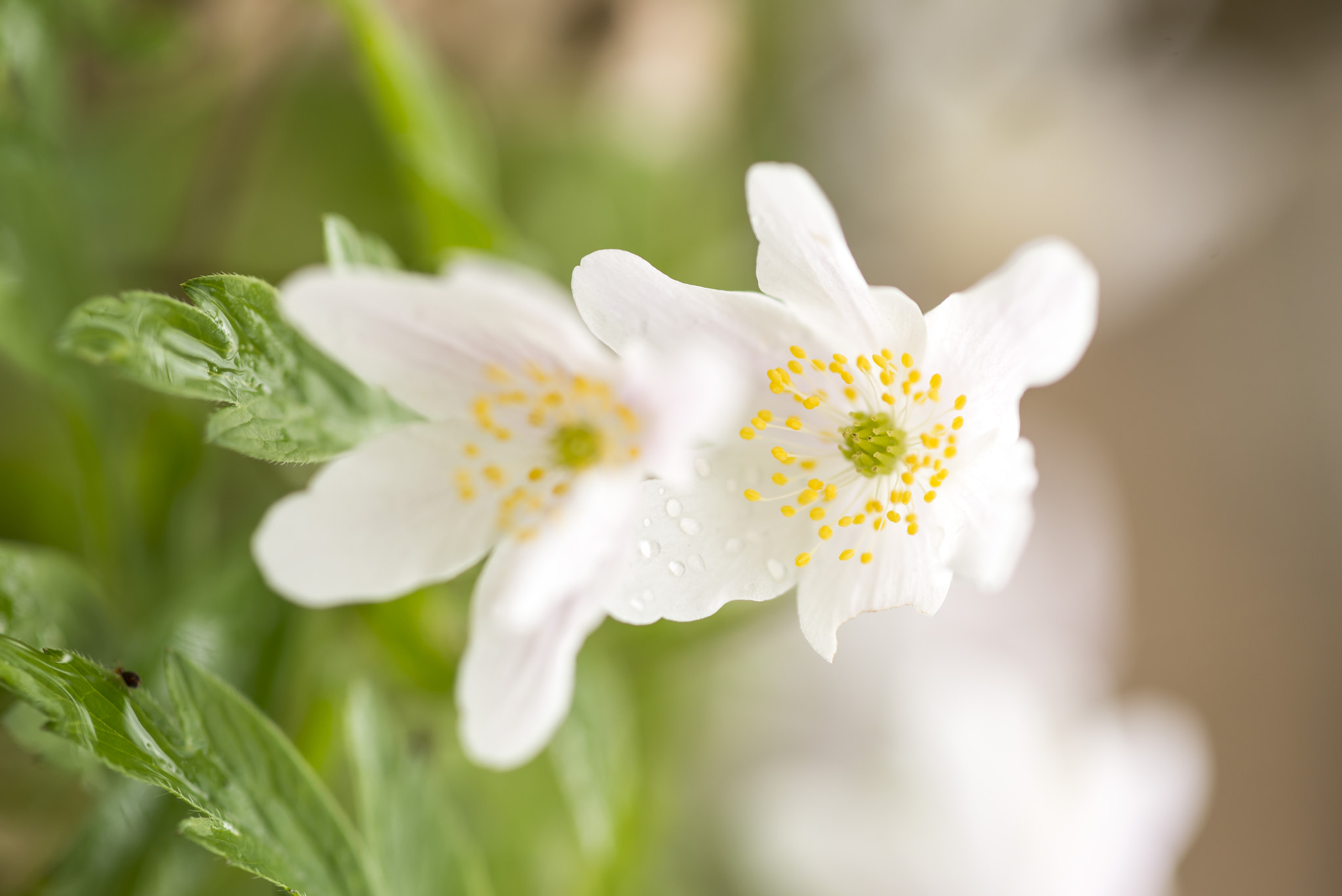 Nikon AF-S Micro-Nikkor 105mm F2.8G IF-ED VR sample photo. _duo photography
