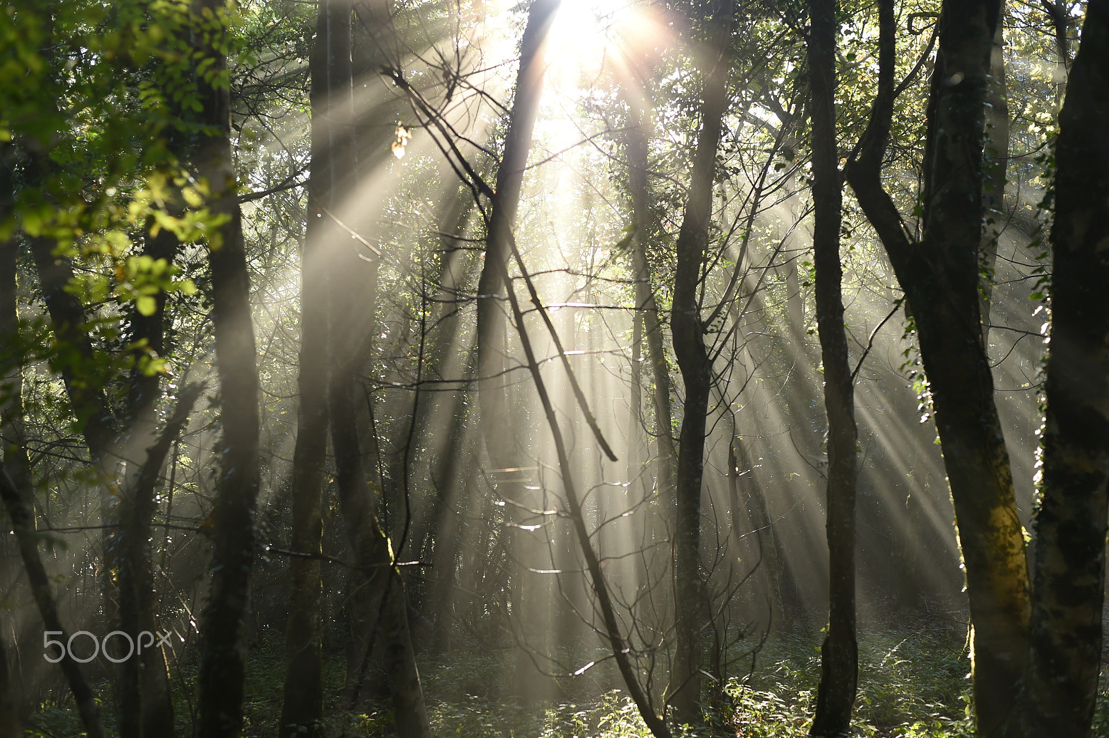 Nikon D4S sample photo. Sunlight shining through woodland photography