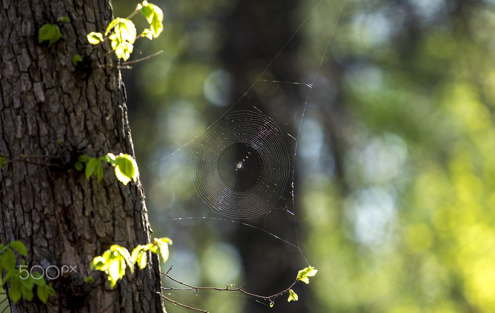 Canon EF 70-200mm F4L IS USM sample photo. The web photography