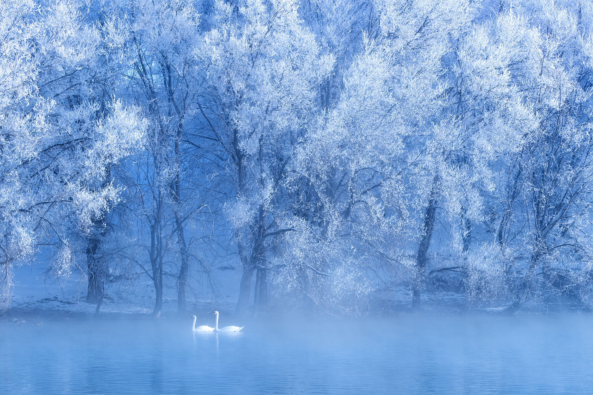 Canon EOS-1D X Mark II sample photo. Swan photography