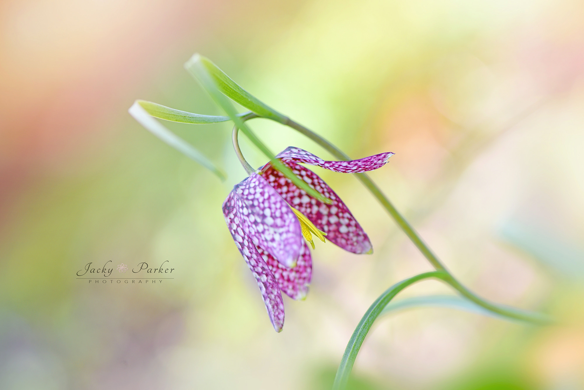 Nikon AF-S Micro-Nikkor 105mm F2.8G IF-ED VR sample photo. Snake's head fritillary photography