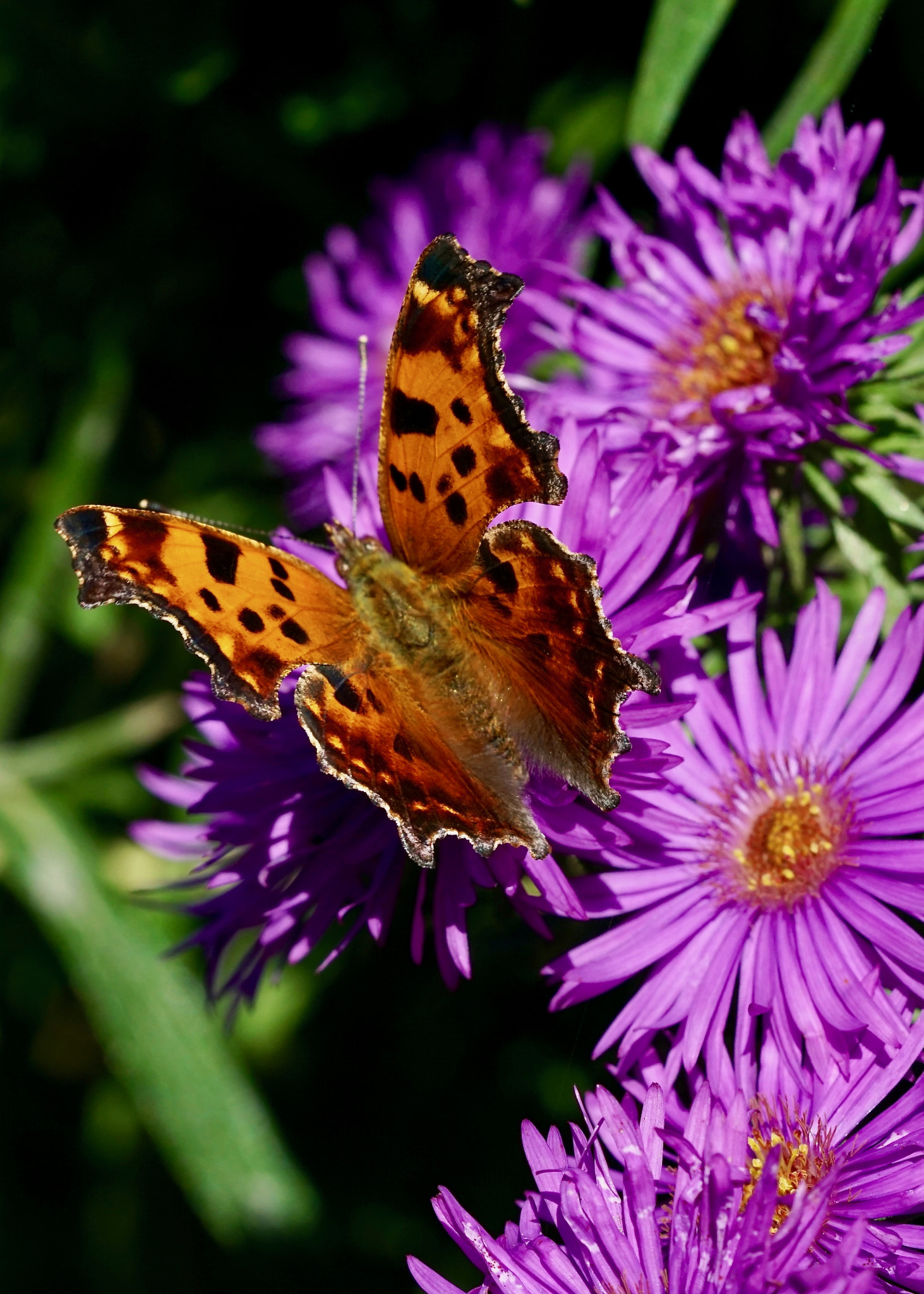 Sony FE 90mm F2.8 Macro G OSS sample photo. Eastern comma photography