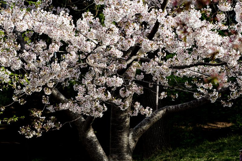 Olympus OM-D E-M5 II + Olympus M.Zuiko Digital ED 40-150mm F2.8 Pro sample photo. Blooming cherry blossom/盛开的樱花 photography