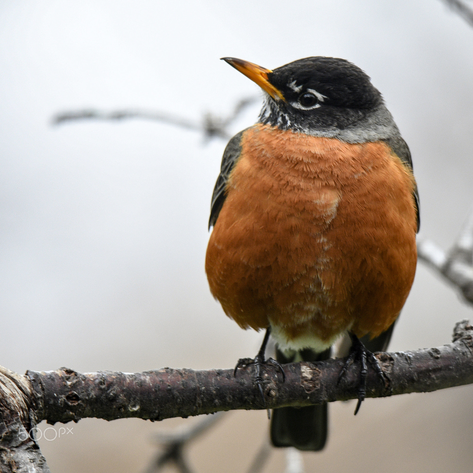 Nikon D500 sample photo. Spring robin photography