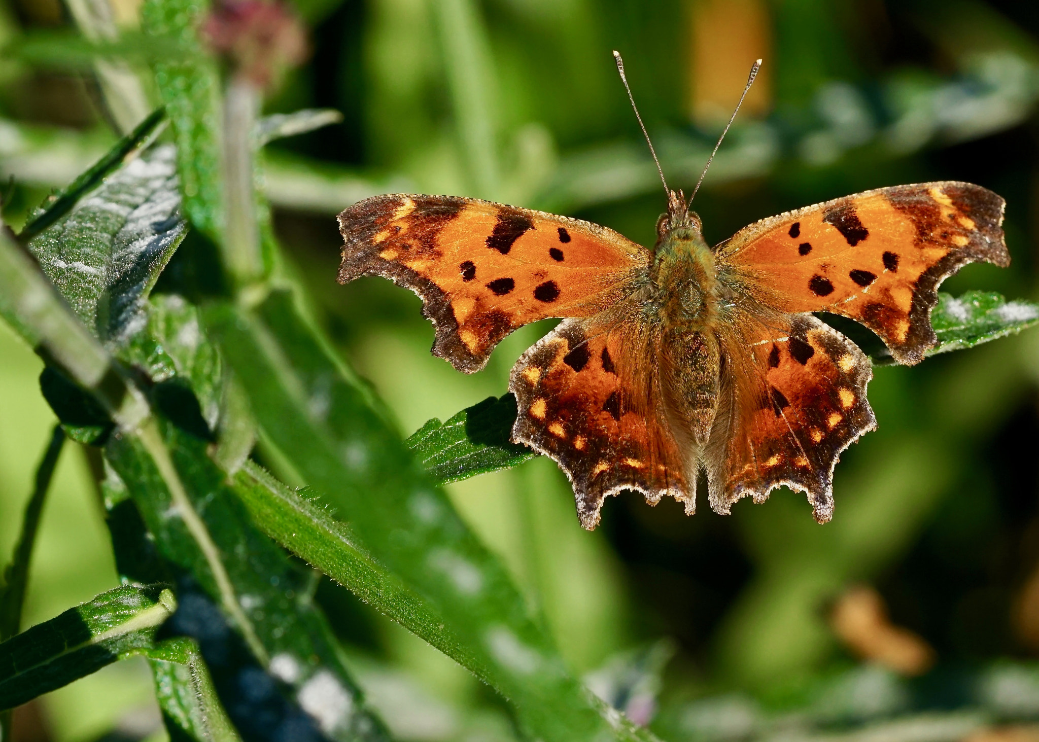 Sony a6000 + Sony FE 90mm F2.8 Macro G OSS sample photo. Eastern comma photography