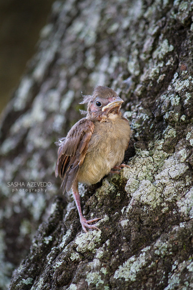 Canon EF-S 55-250mm F4-5.6 IS II sample photo. Northern cardinal fledgling photography